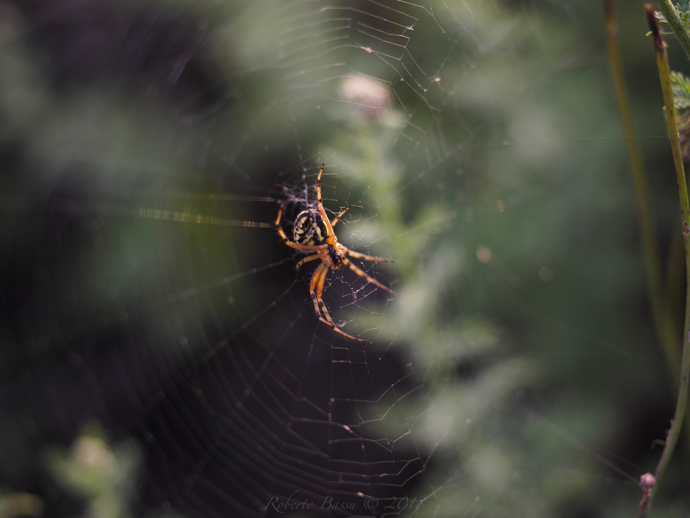 Argiope in attesa...