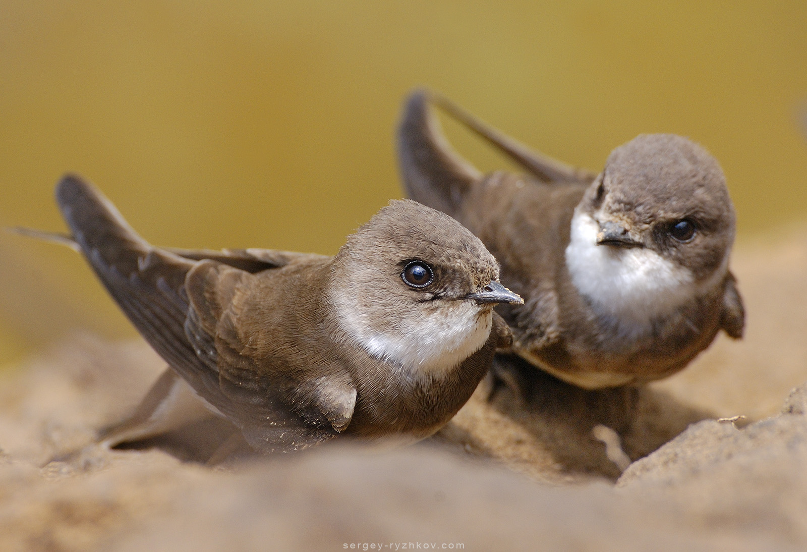 Sand Martins