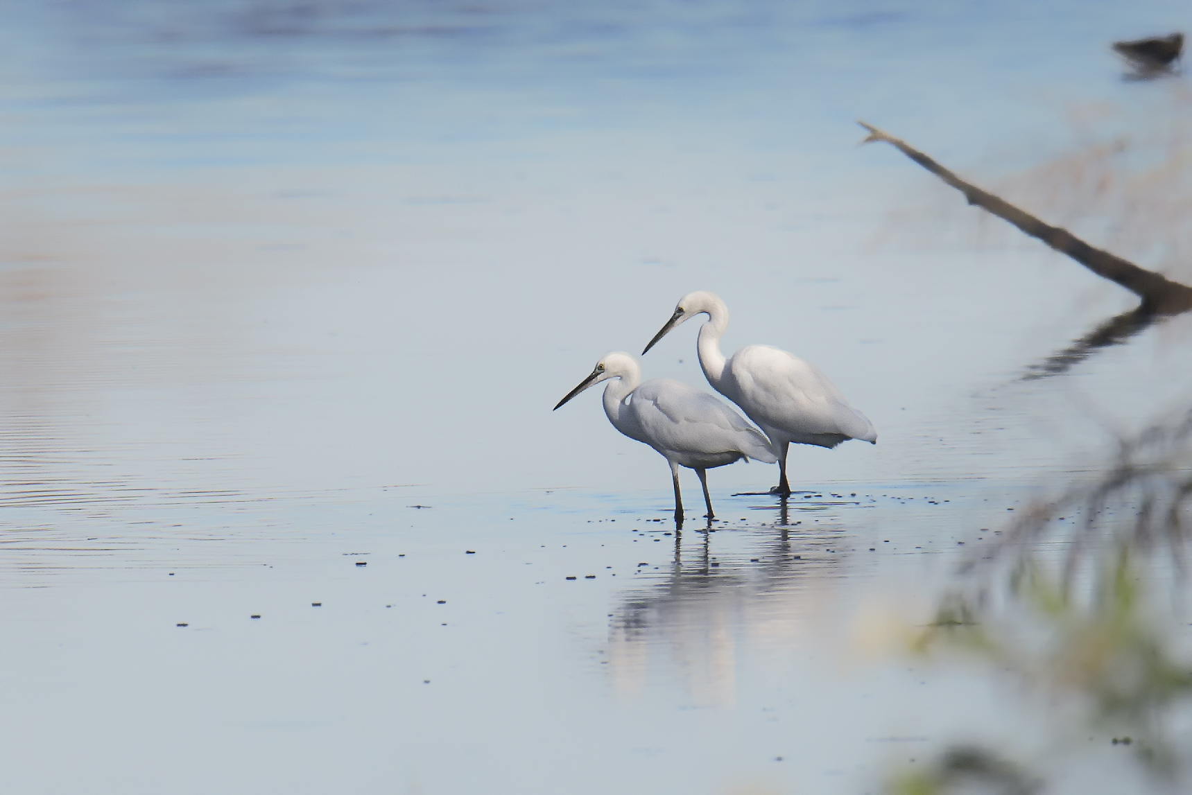 Egrets