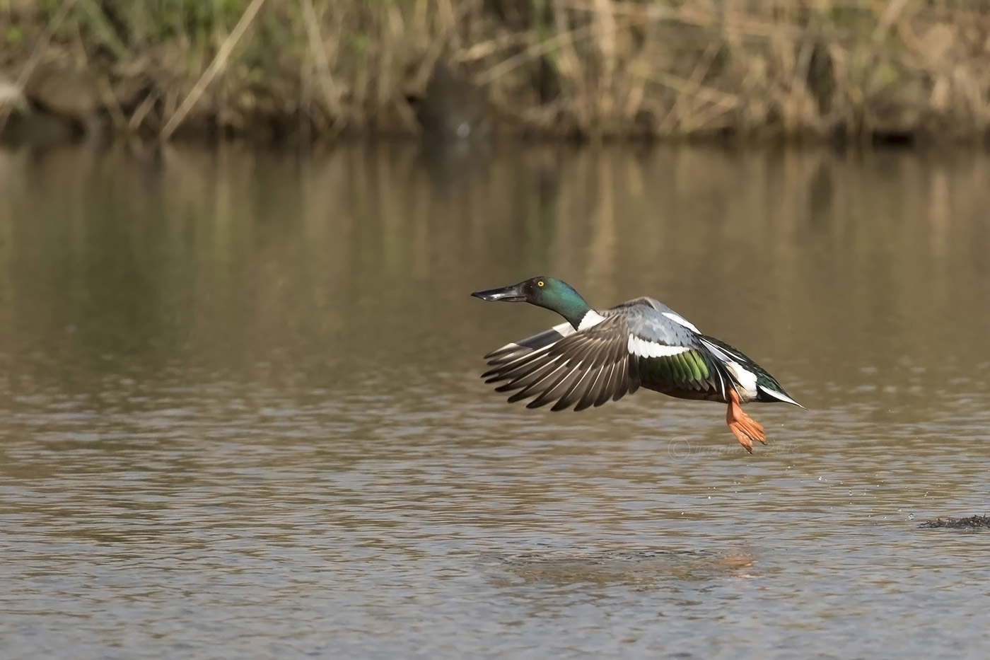 Northern Shoveler