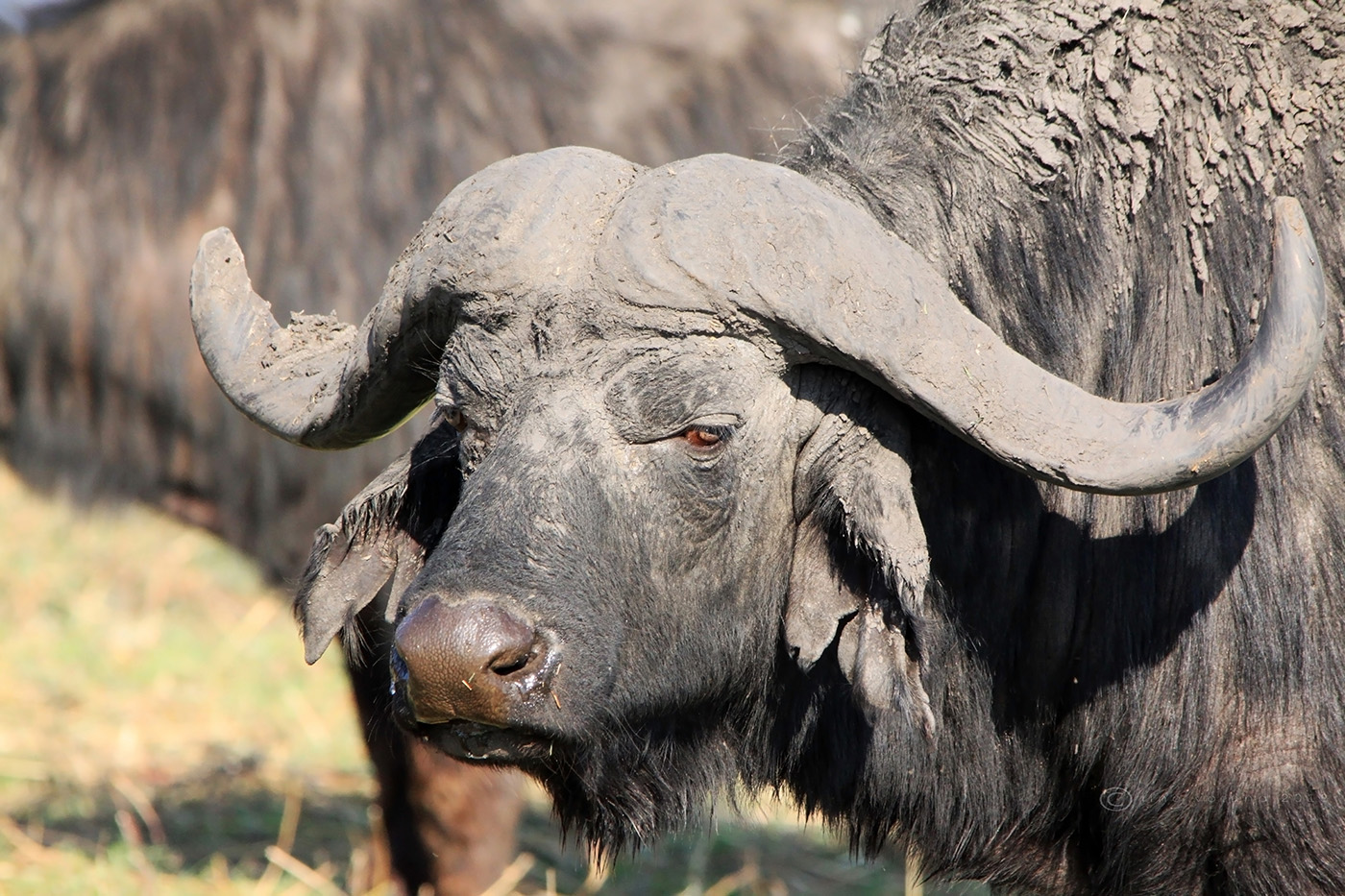 Botswana - Visto da vicino