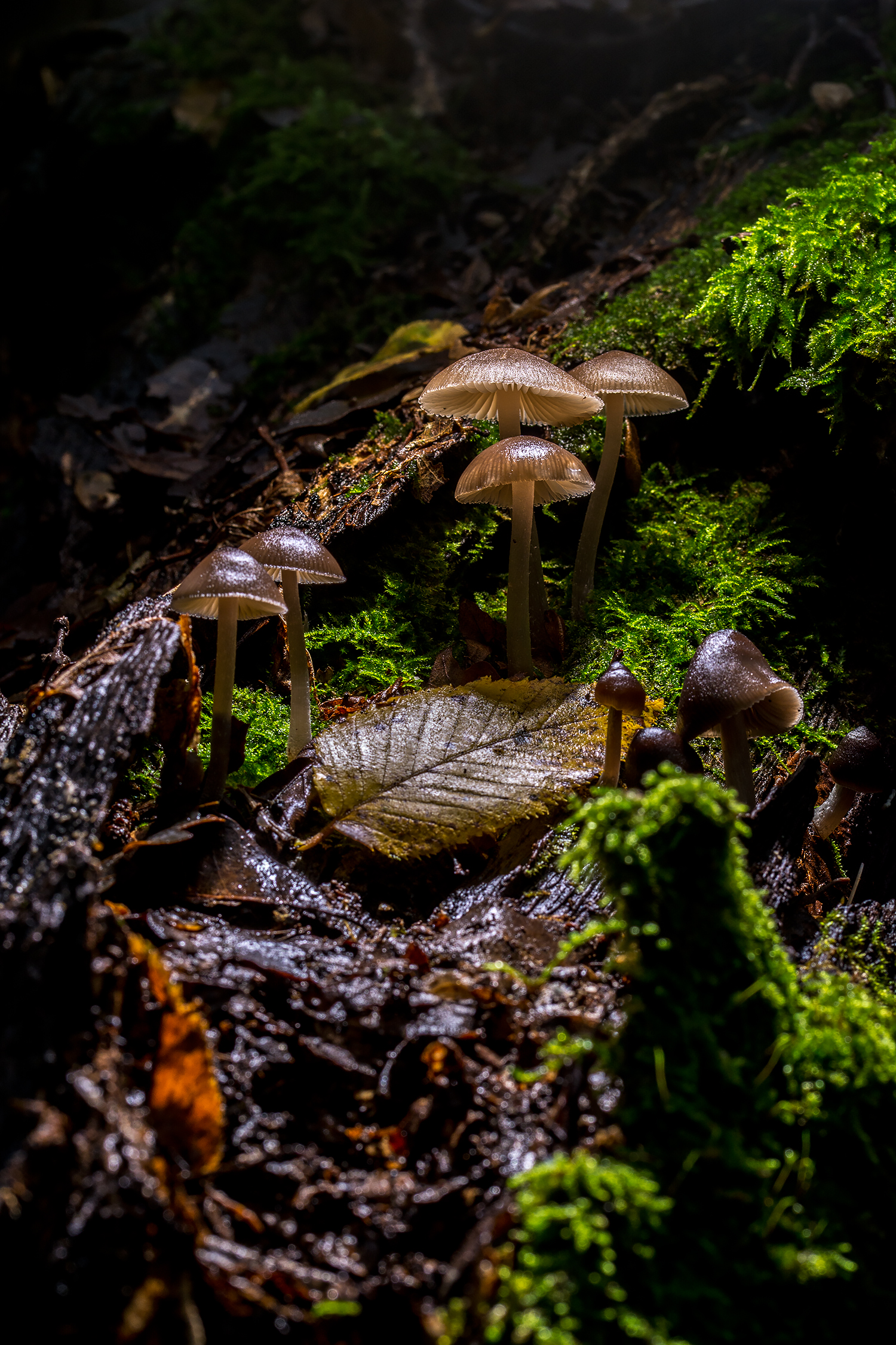 Mycena sp.