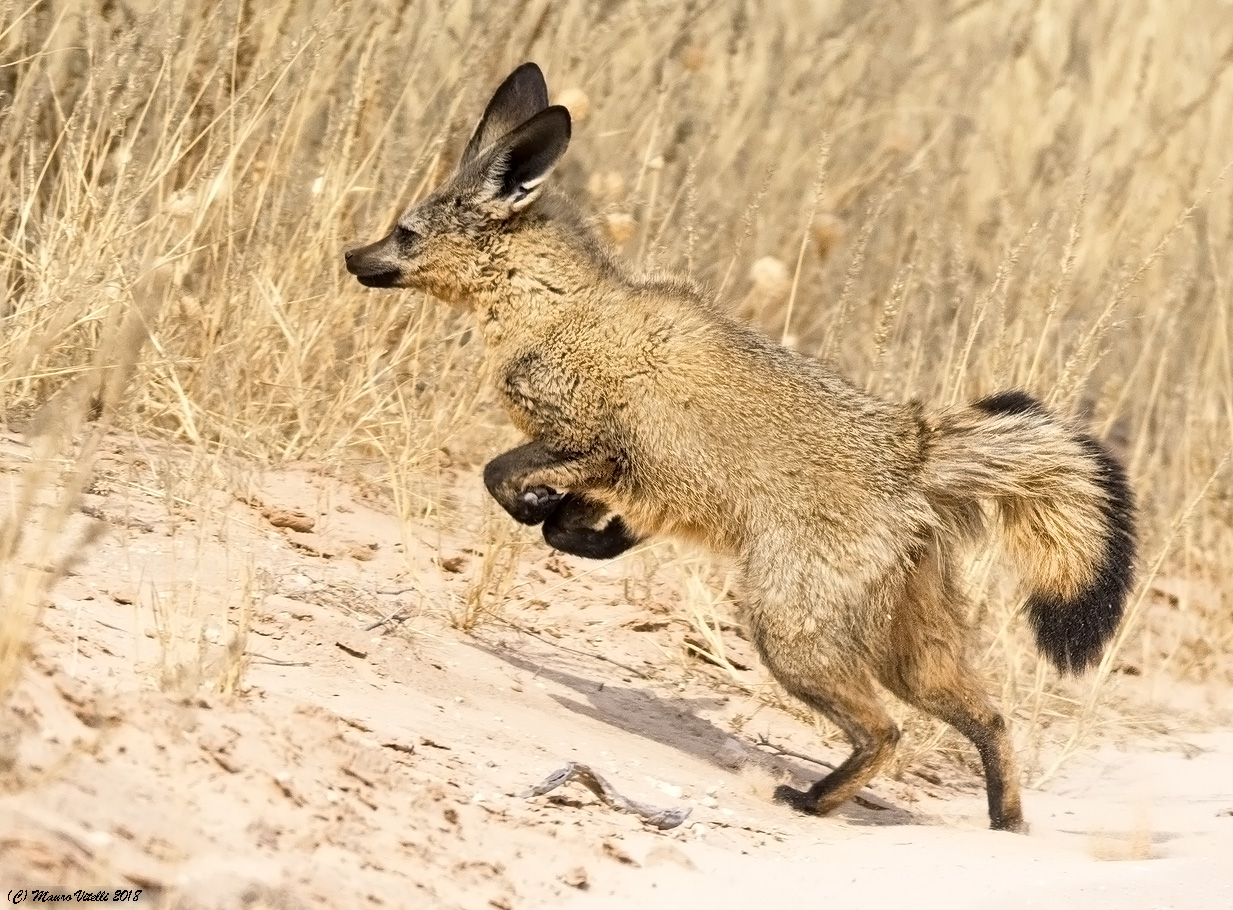 Otocione (Central Kalahari)