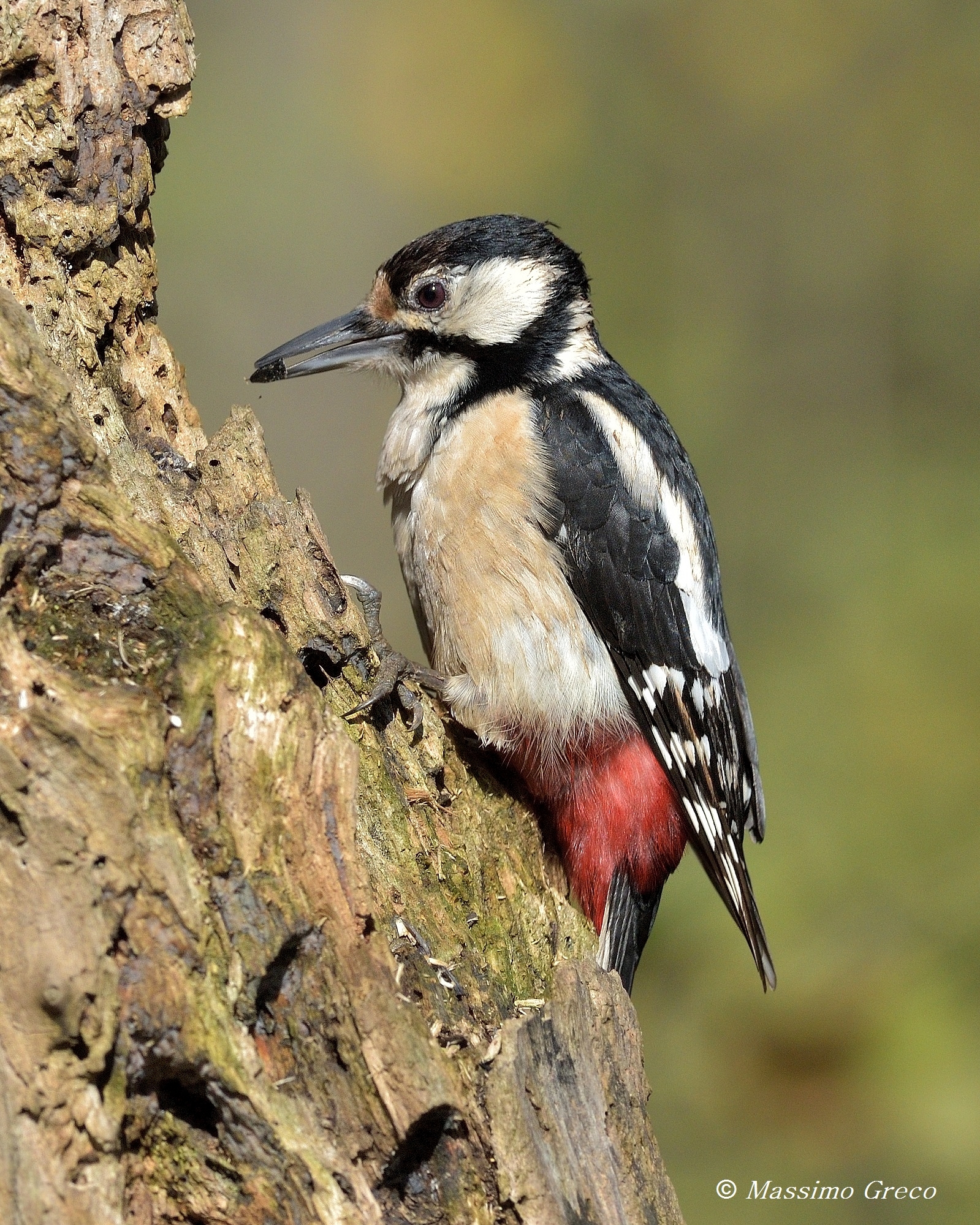 Picchio rosso maggiore
