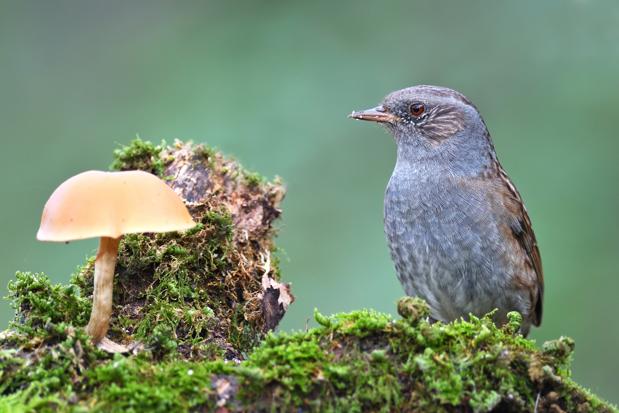 La passera e il funghetto