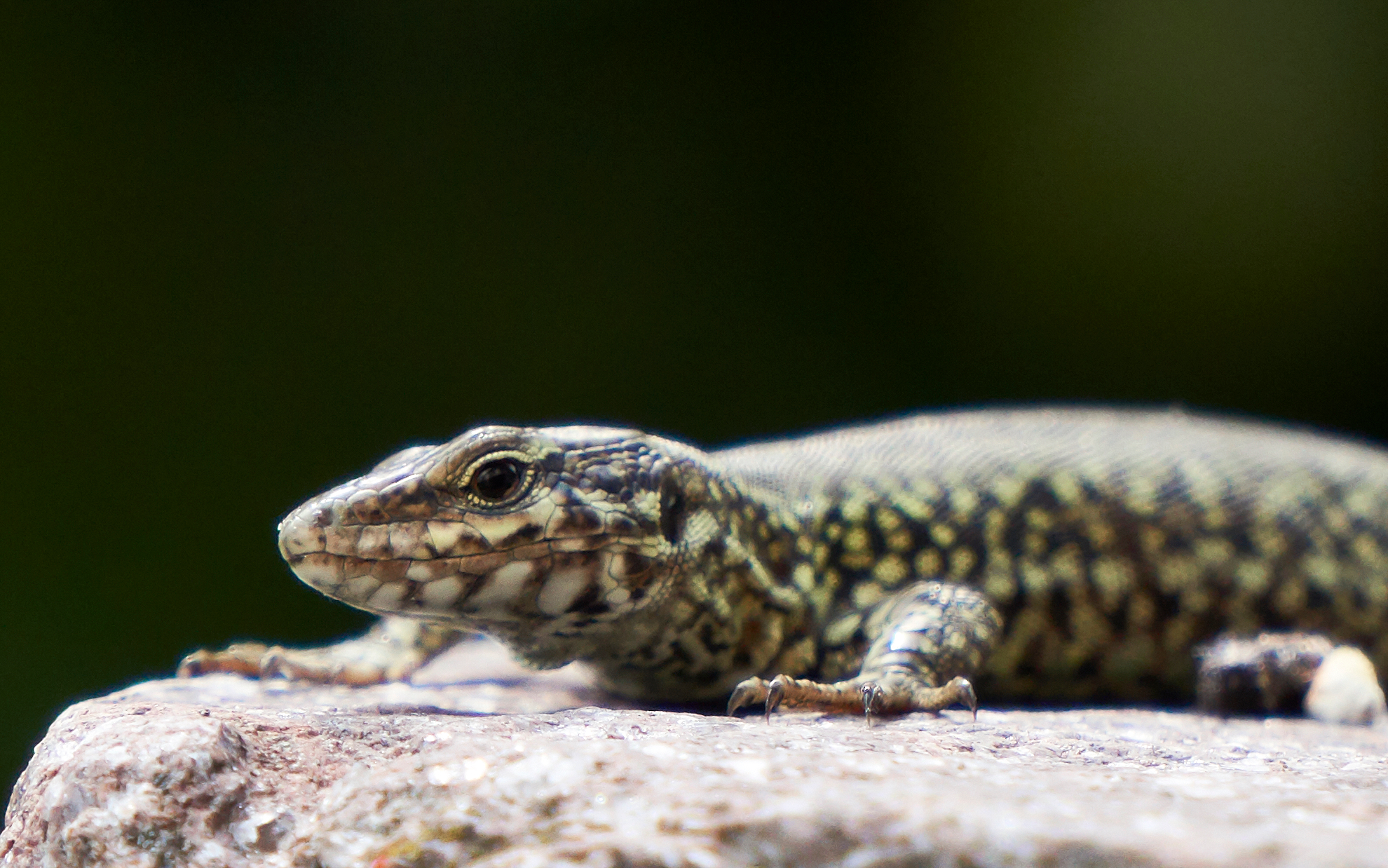 Podarcis muralis 05-18 Colli Tortonesi