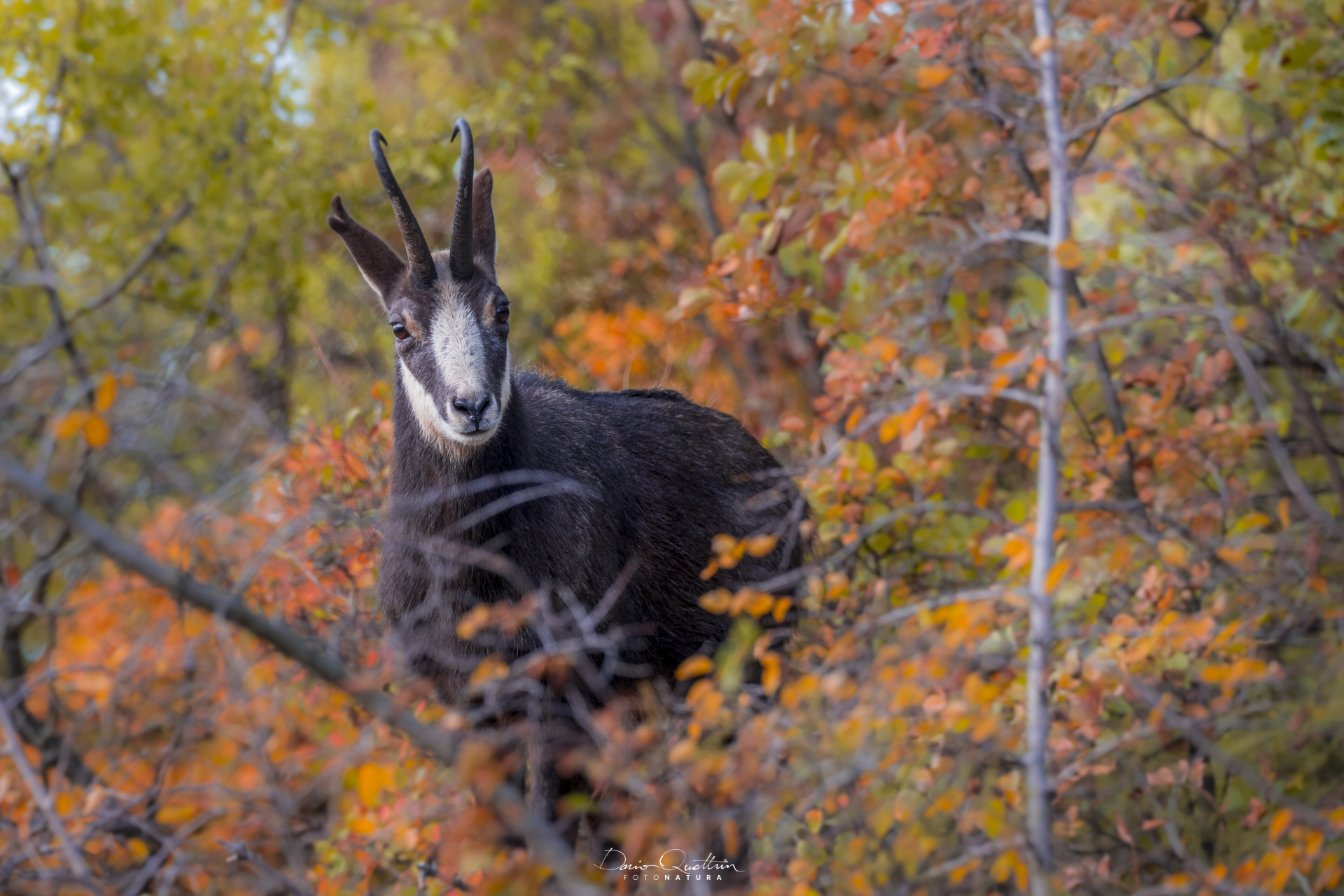 camoscio nel carso goriziano