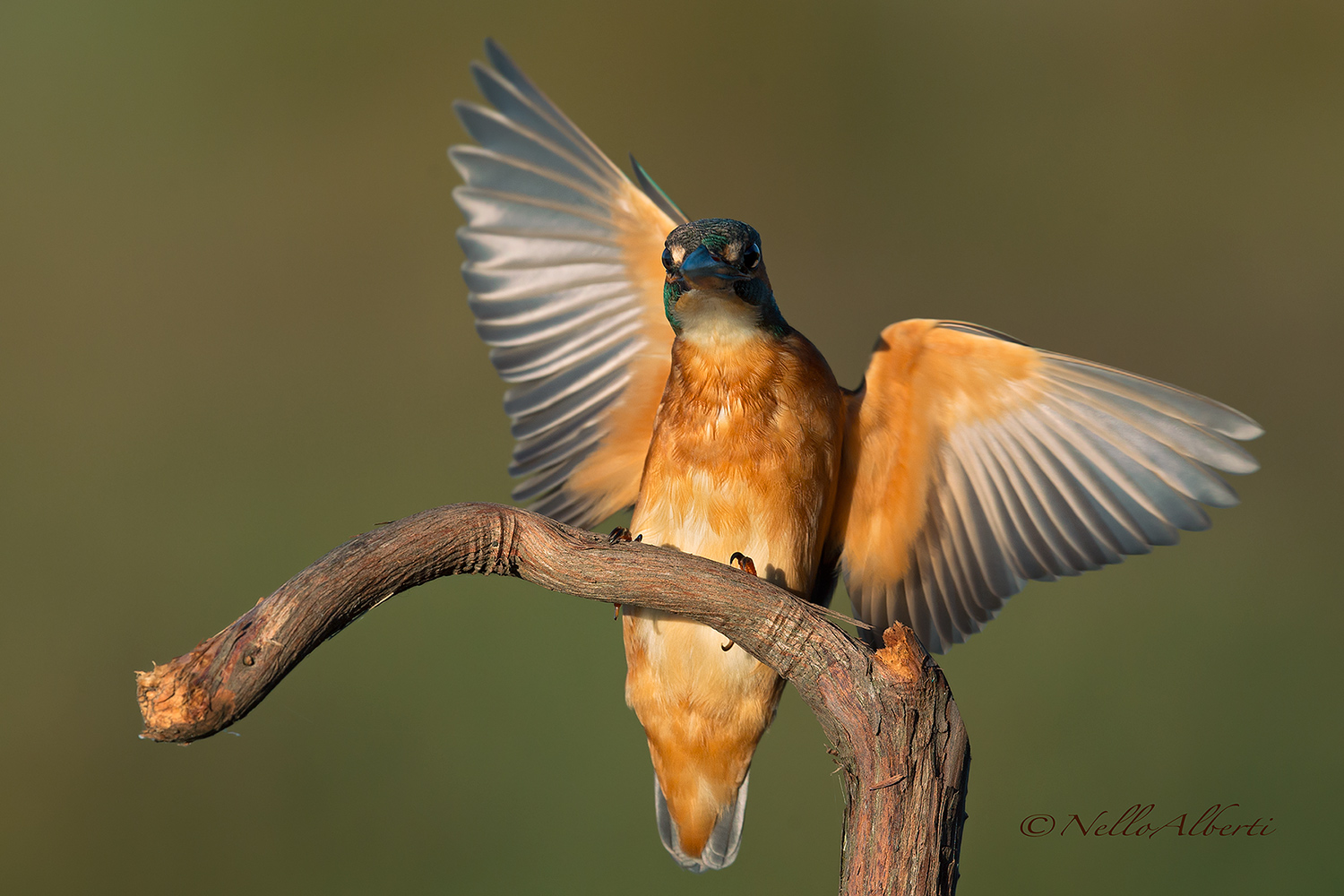 Kingfisher incoming decomposed