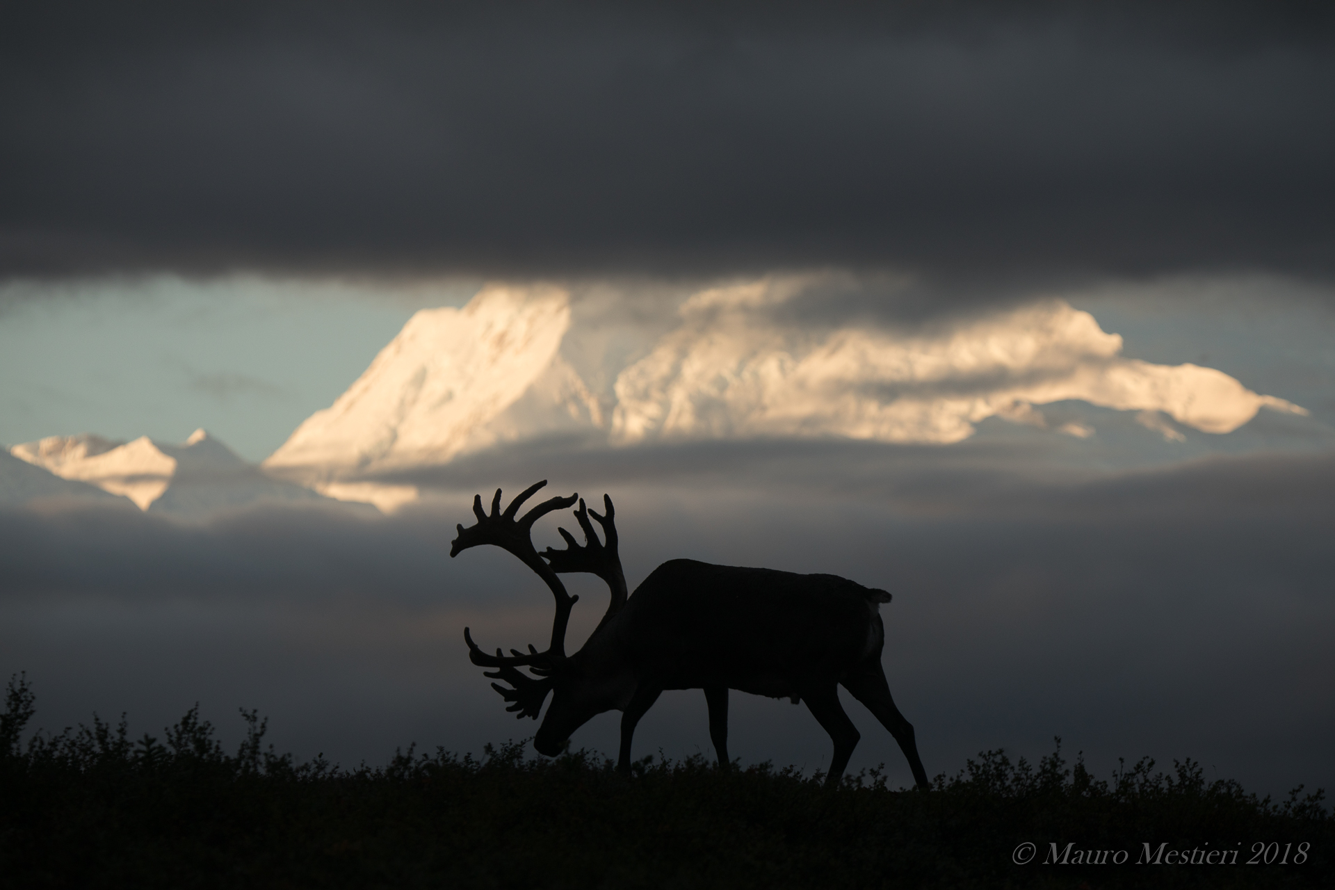 caribou all'alba al Denali