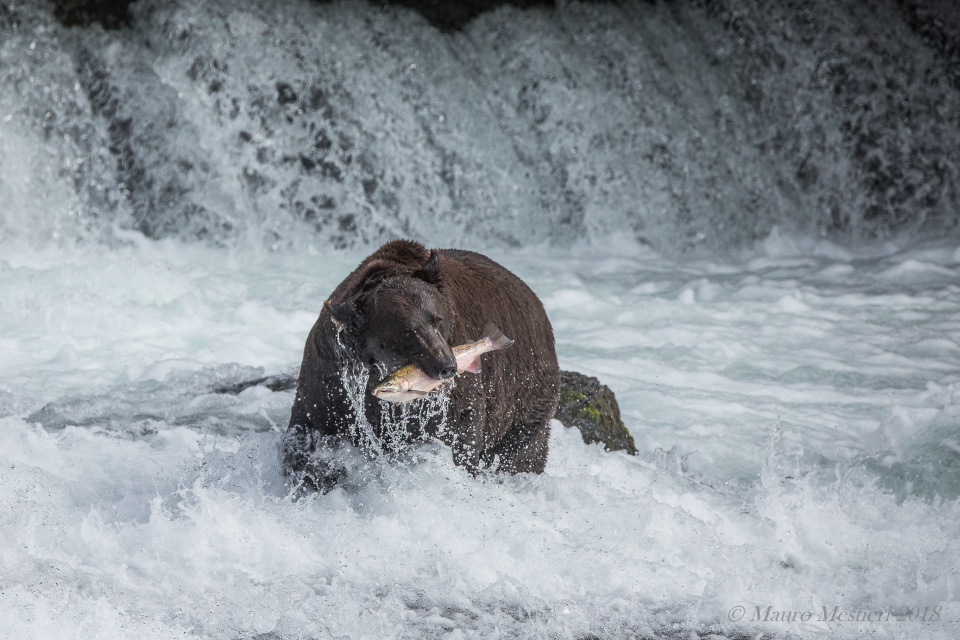 Bear Fishing for Salmon