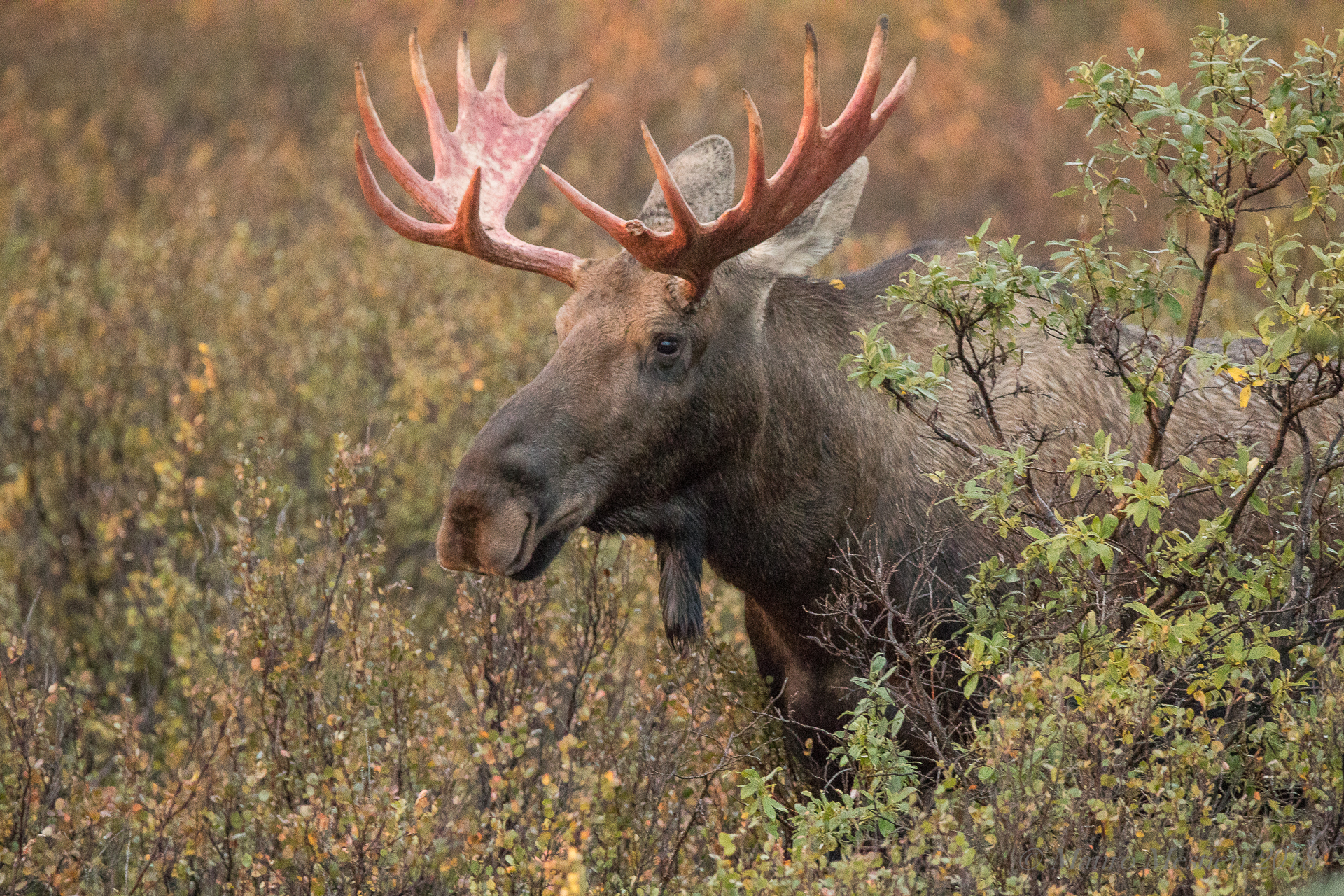 Moose