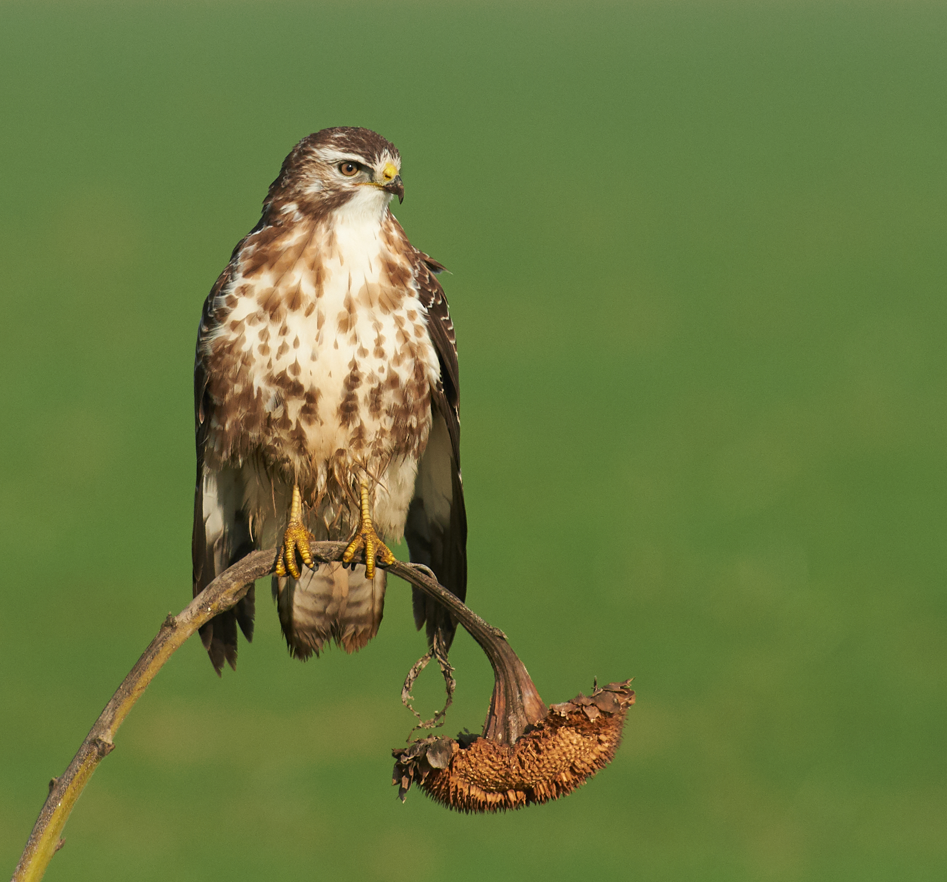 Poiana (comune) europea