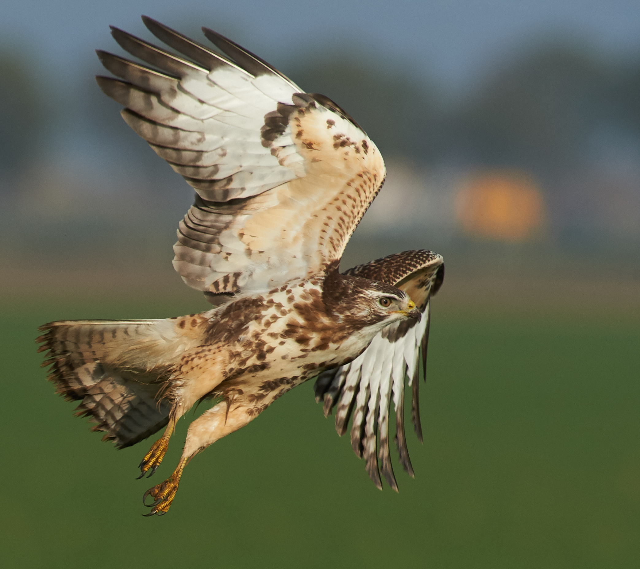 Poiana (comune) europea