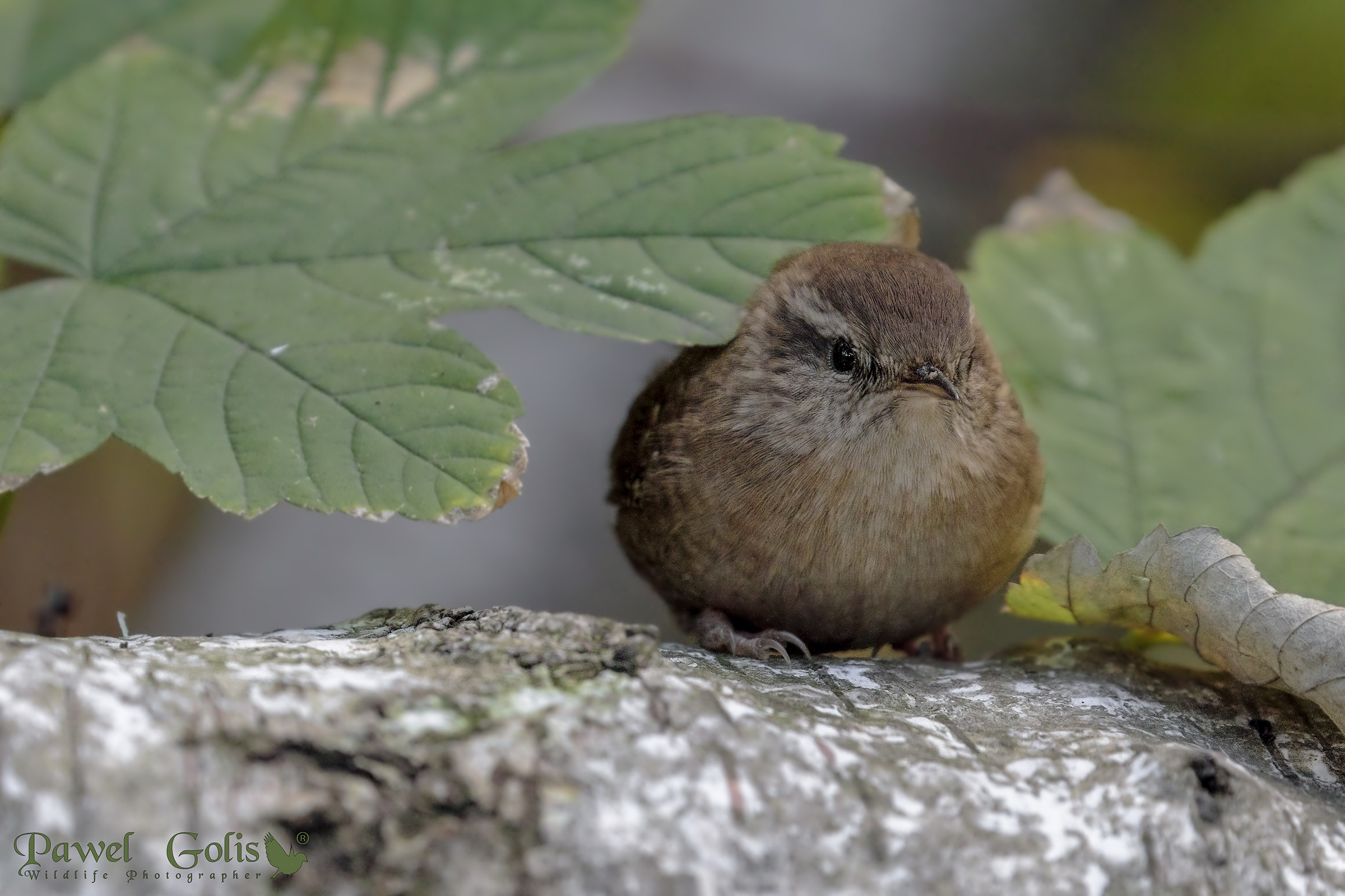Wren (Troglodytes troglodytes)
