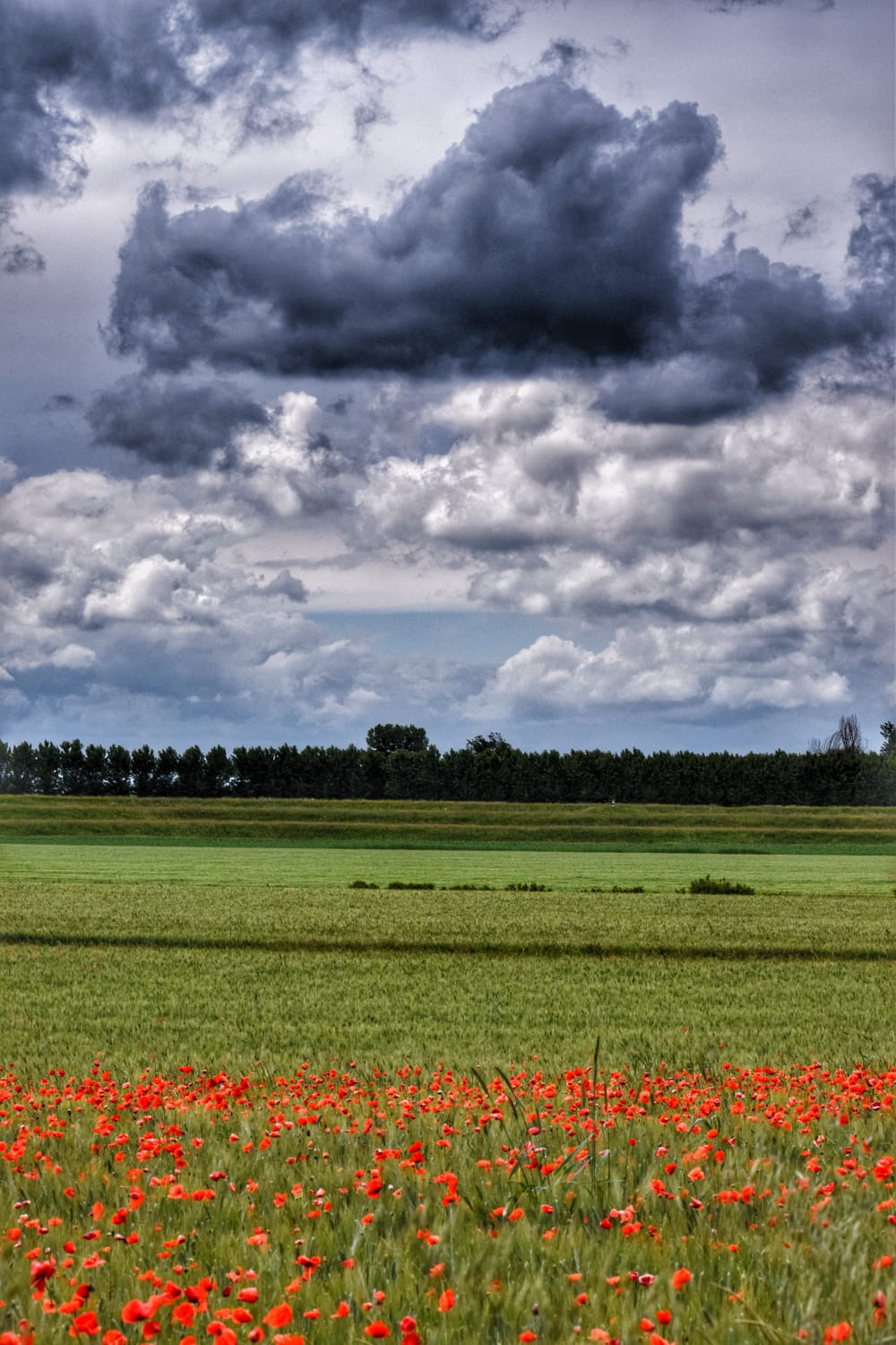 Papaveri e nuvole