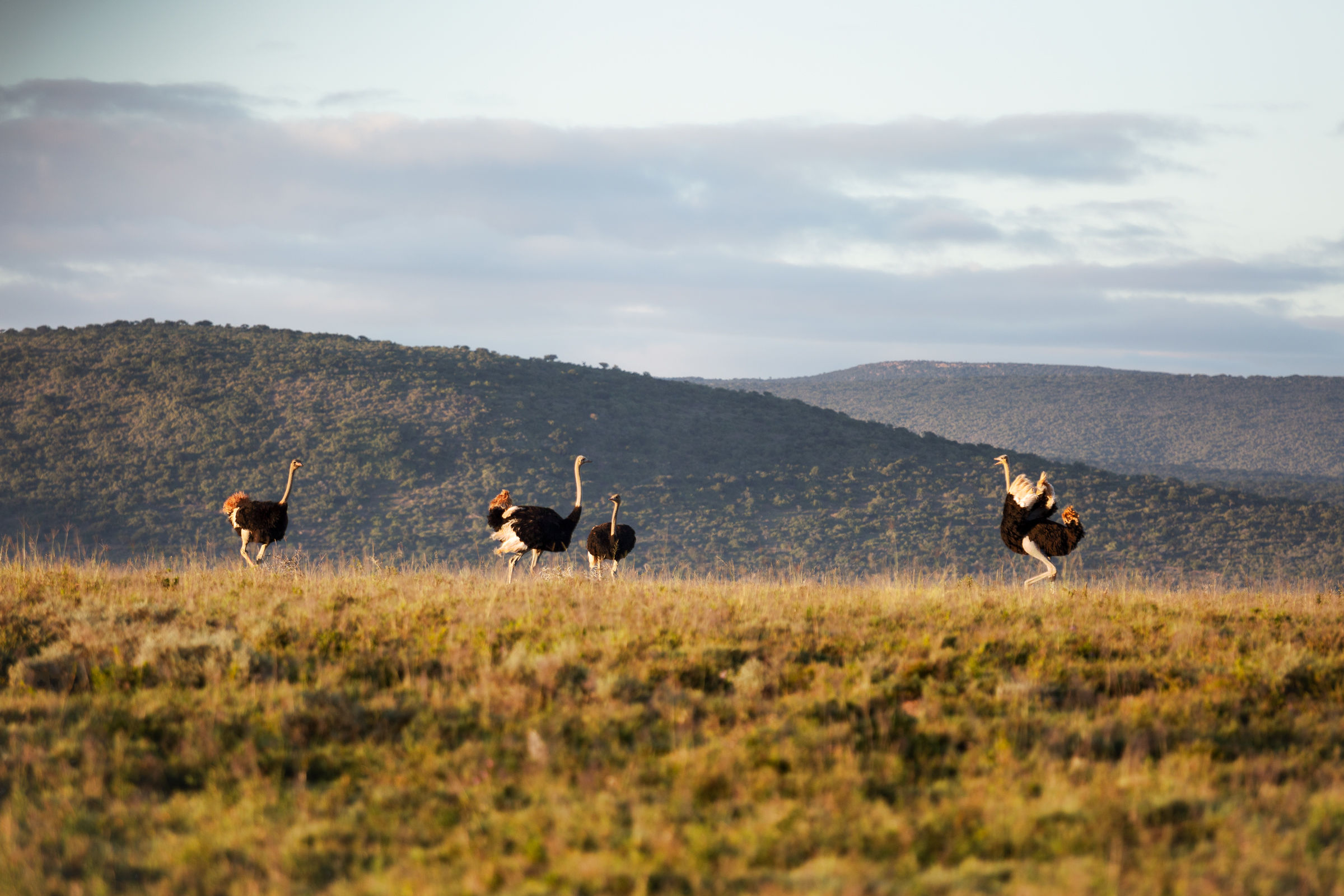 A little ostriches...