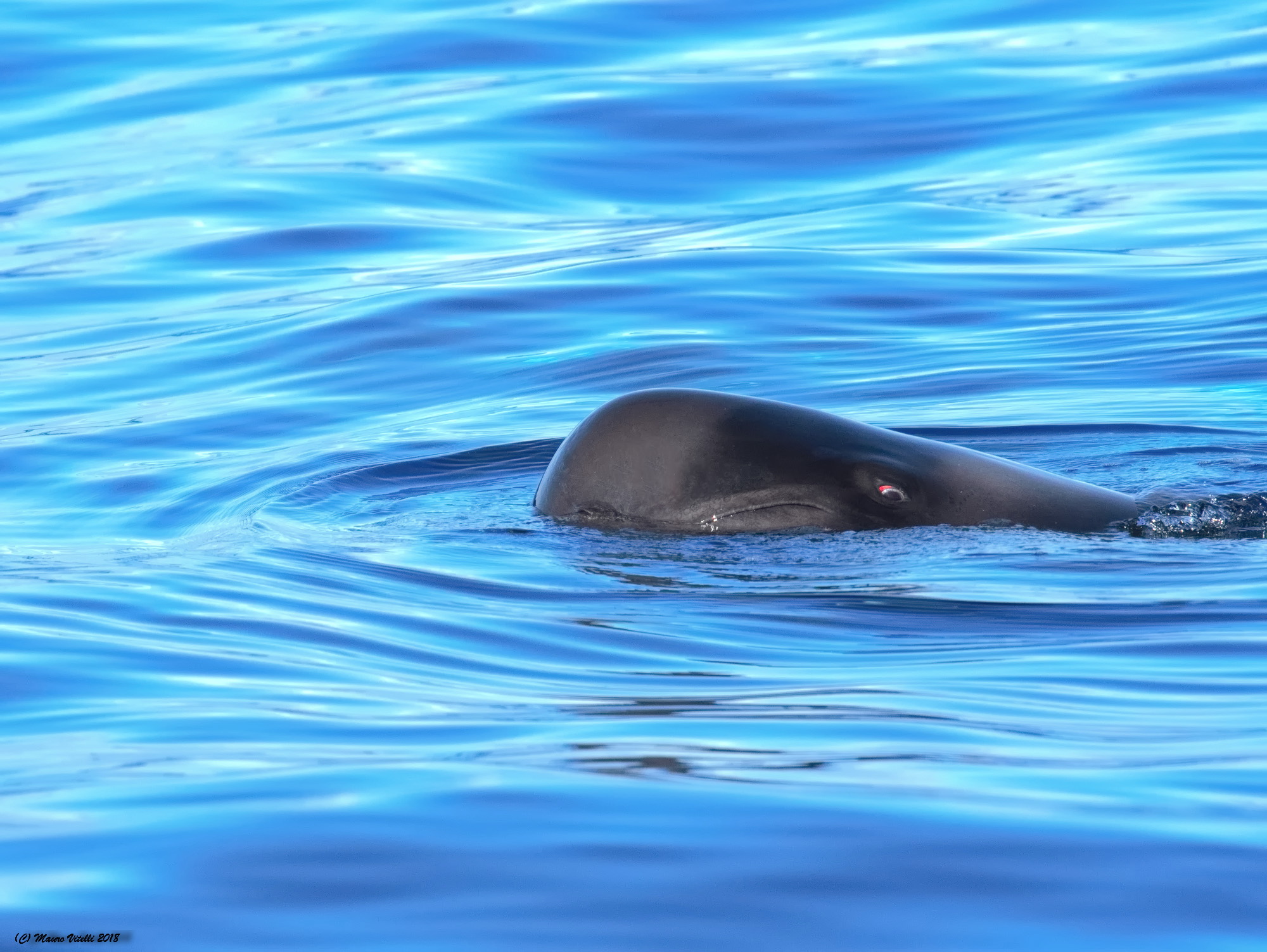Pilot Whale (tropical Globocephalus)