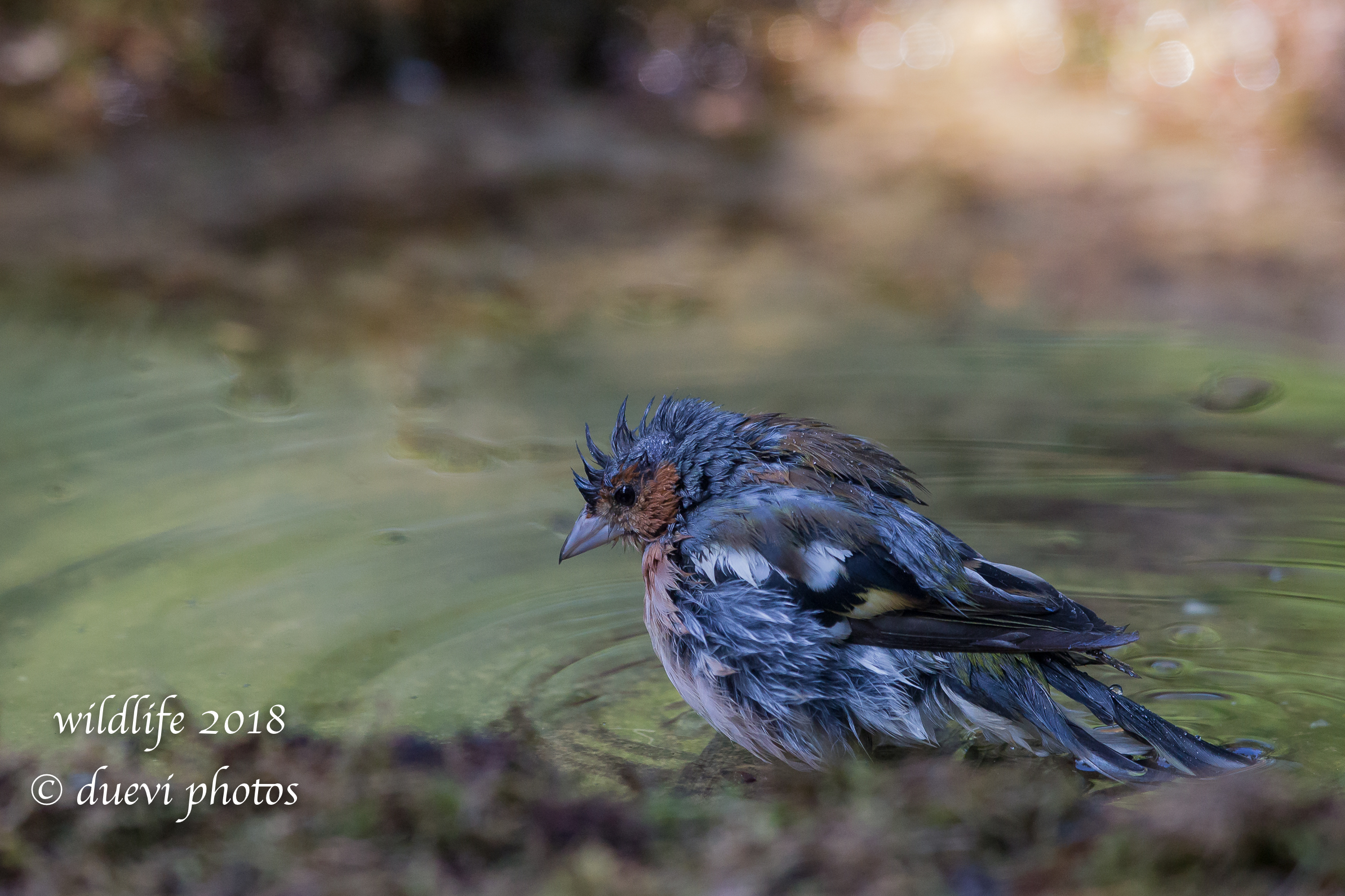 Un bel bagno. Fringilla Coelebs