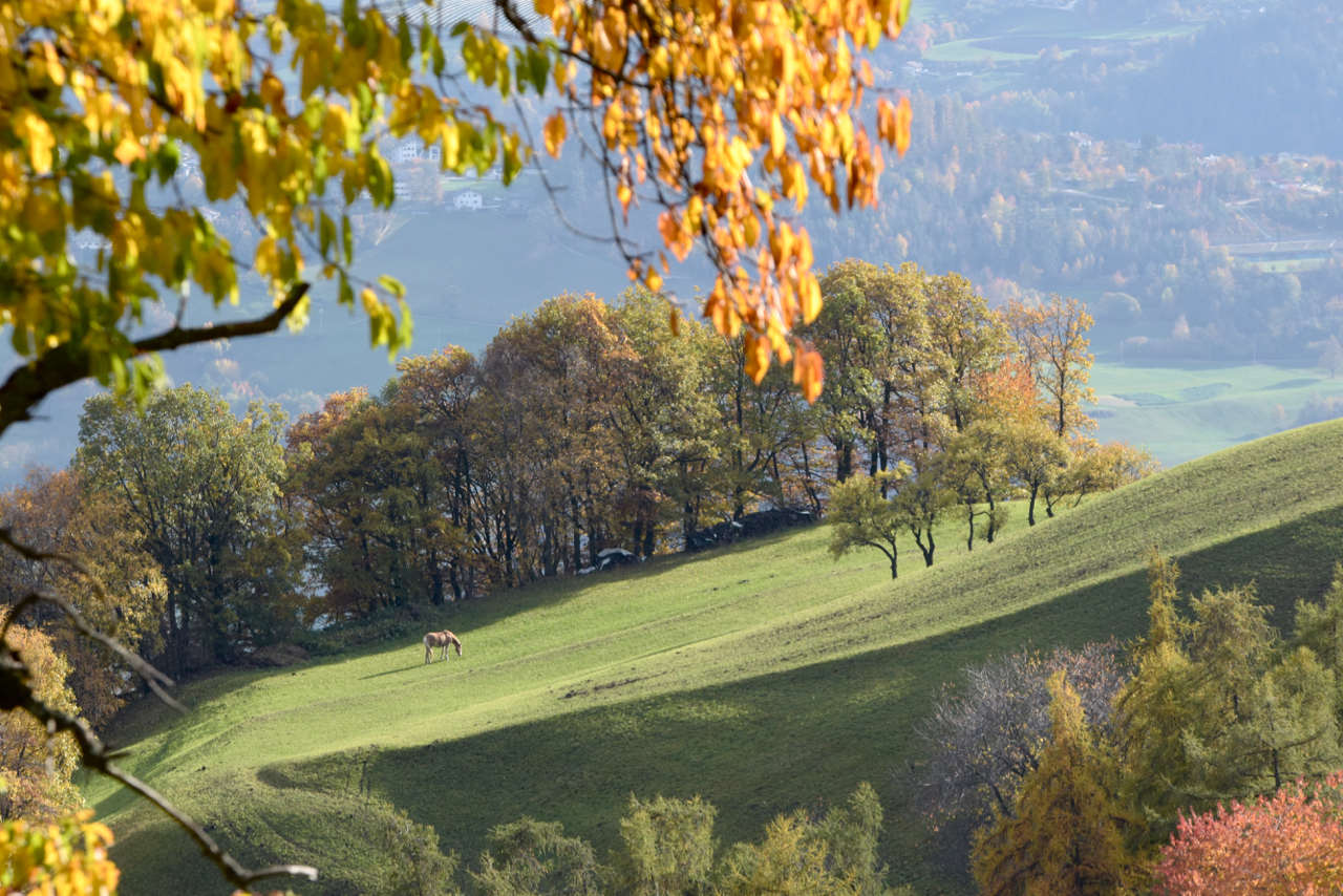Autumn in South Tyrol