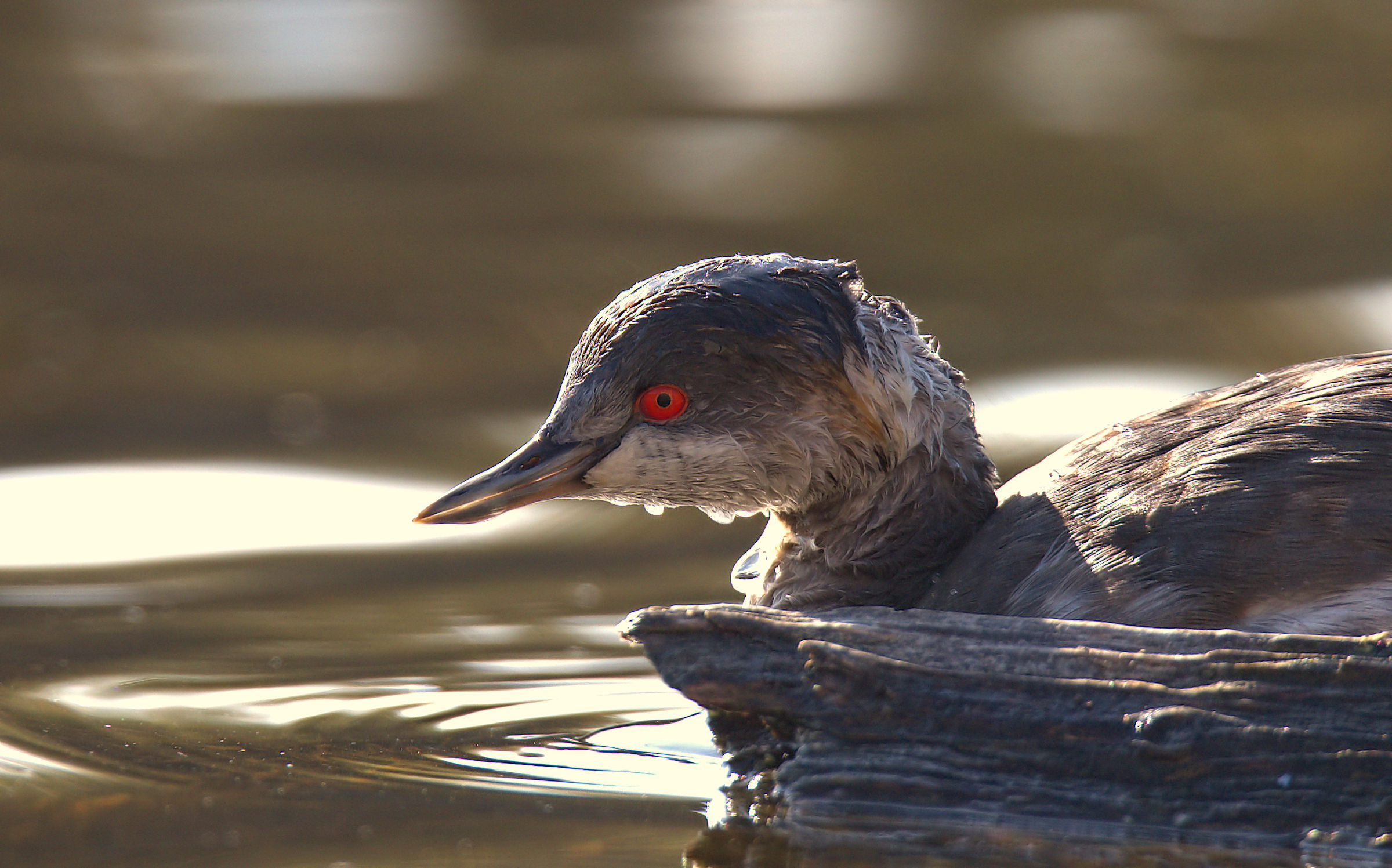 Small Grebe