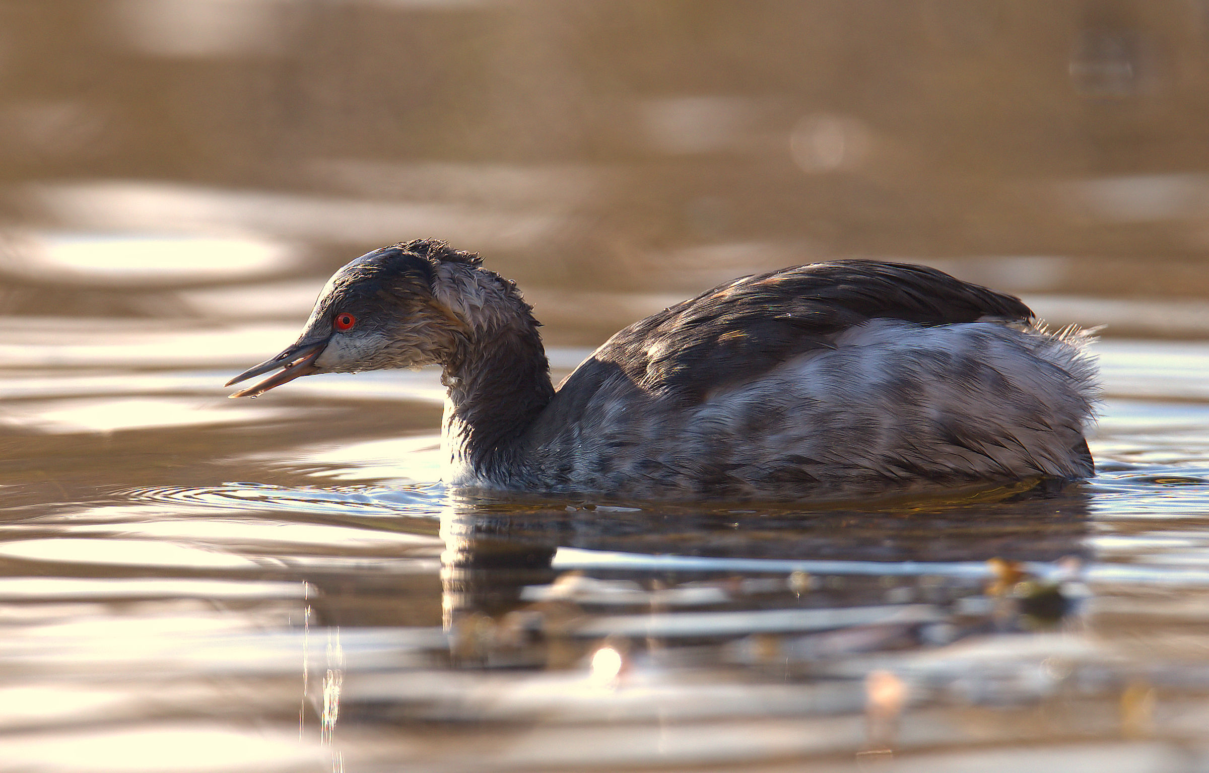 Small Grebe