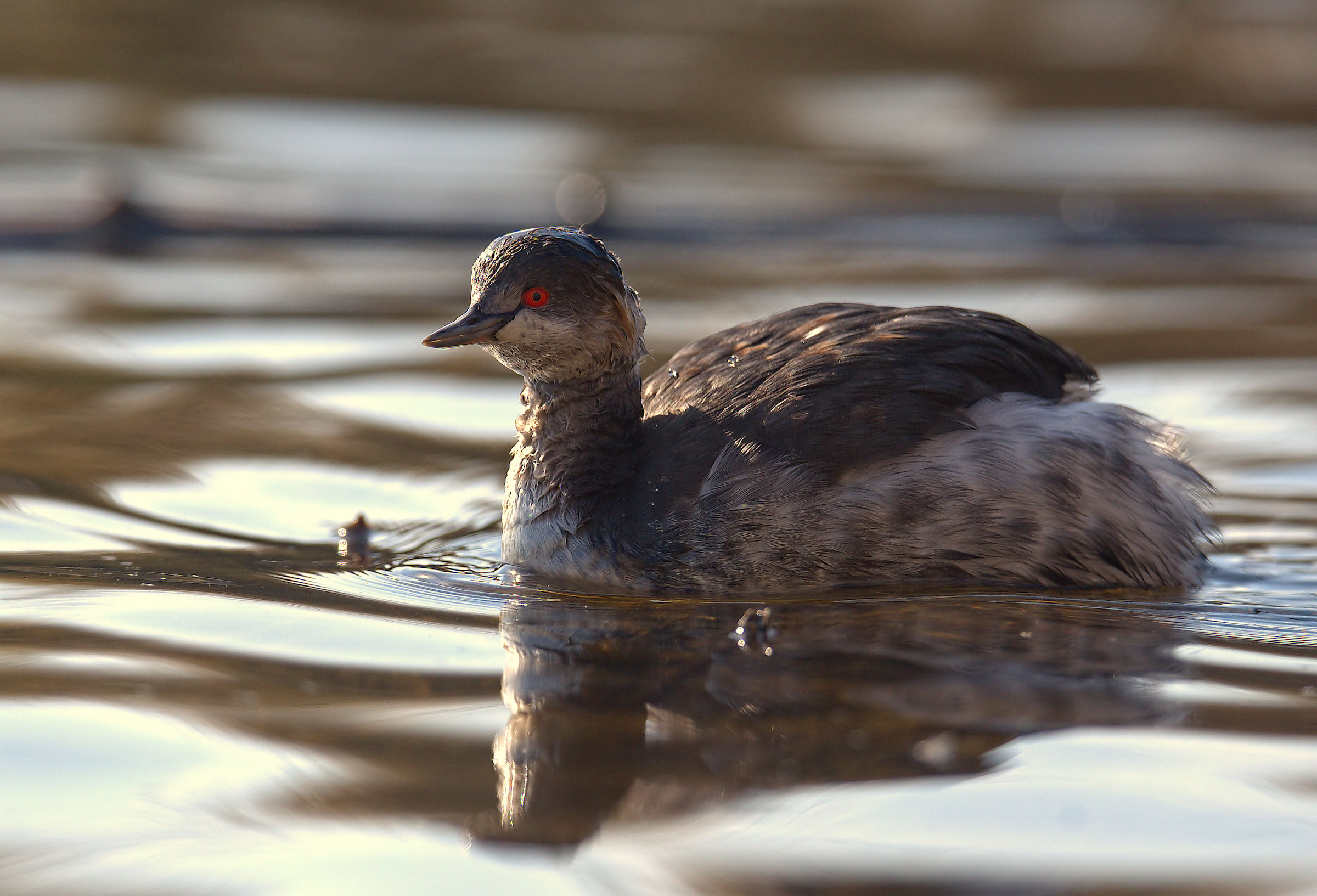 Small Grebe