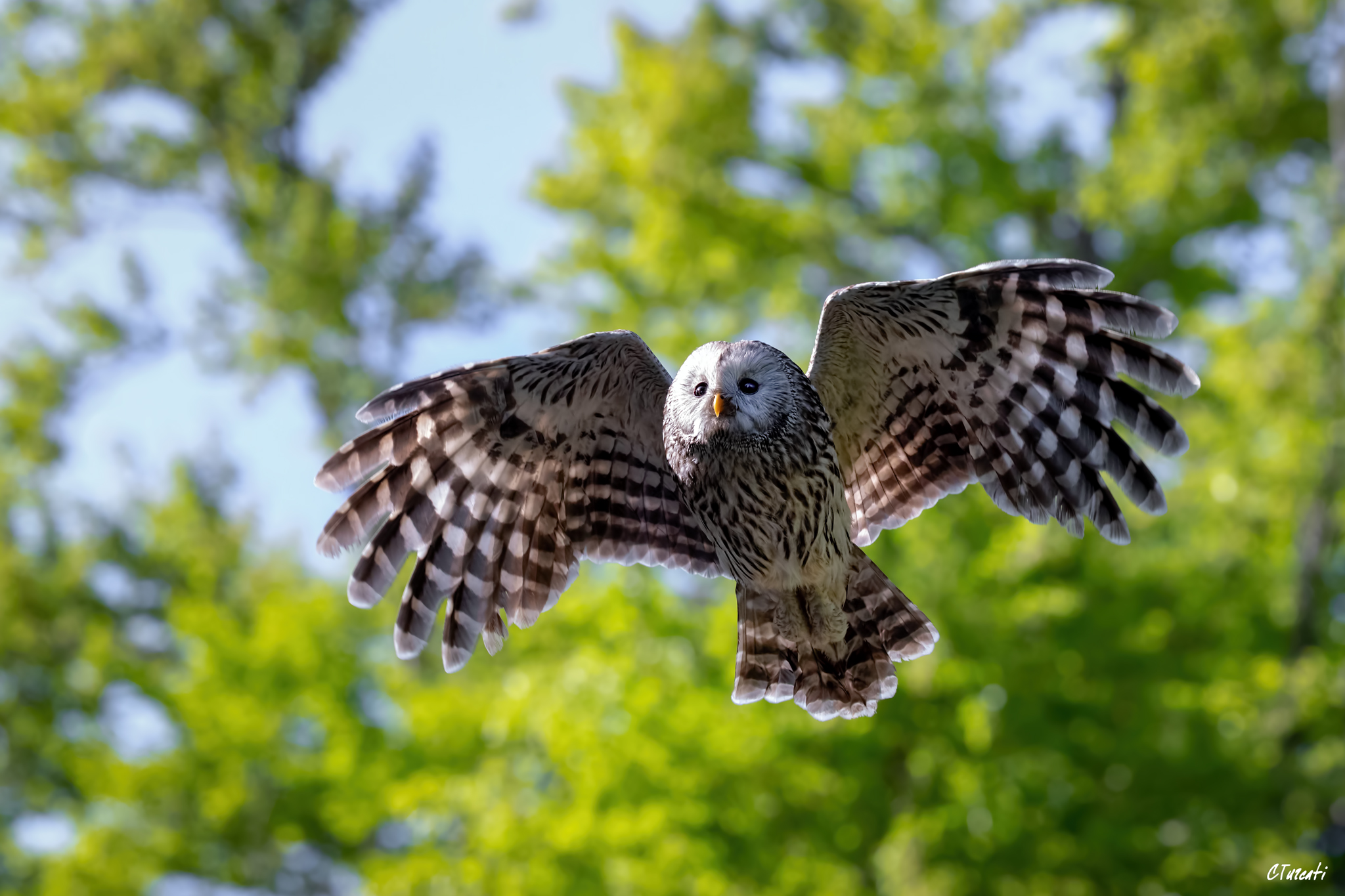 Allocco degli Urali - Strix uralensis - 3