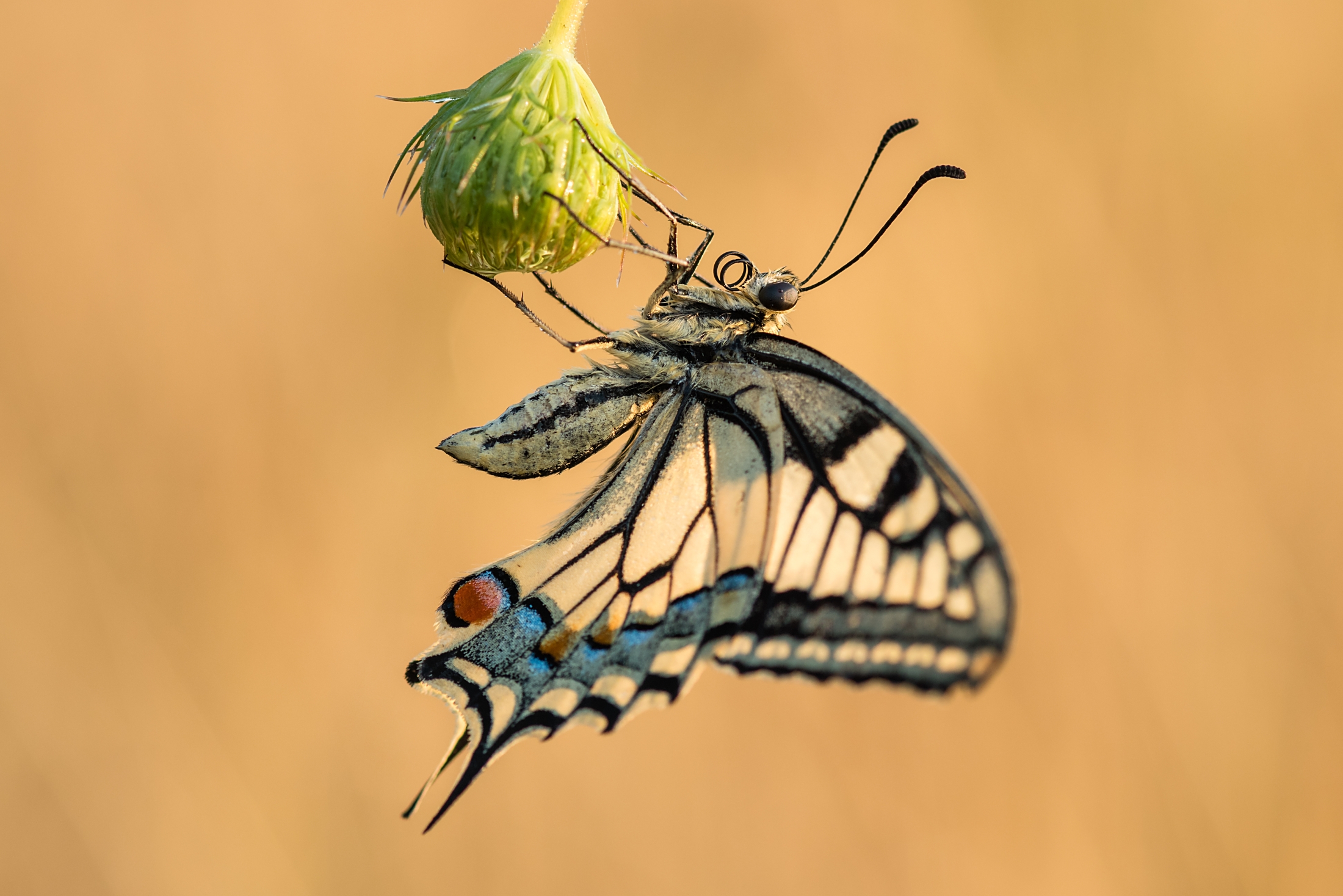 Papilio machaon