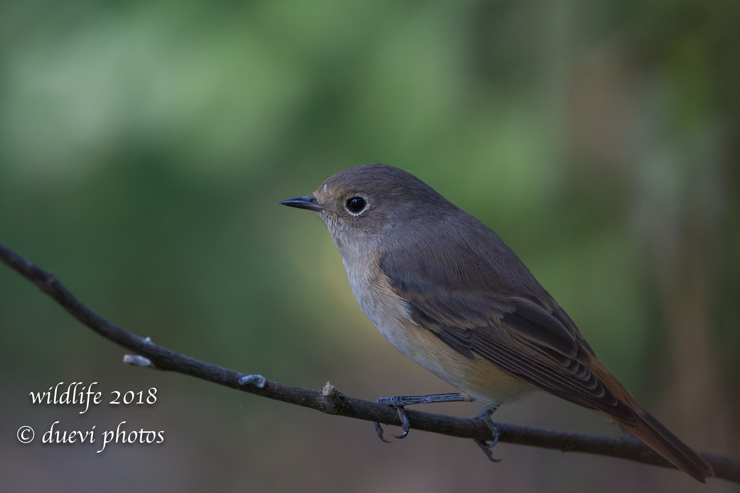 Codirosso (f) - Phoenicurus phoenicurus