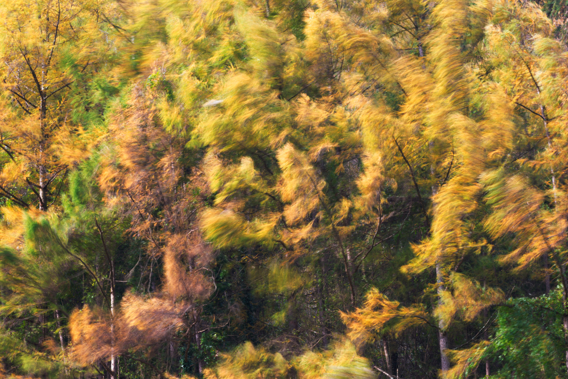 This is also autumn.