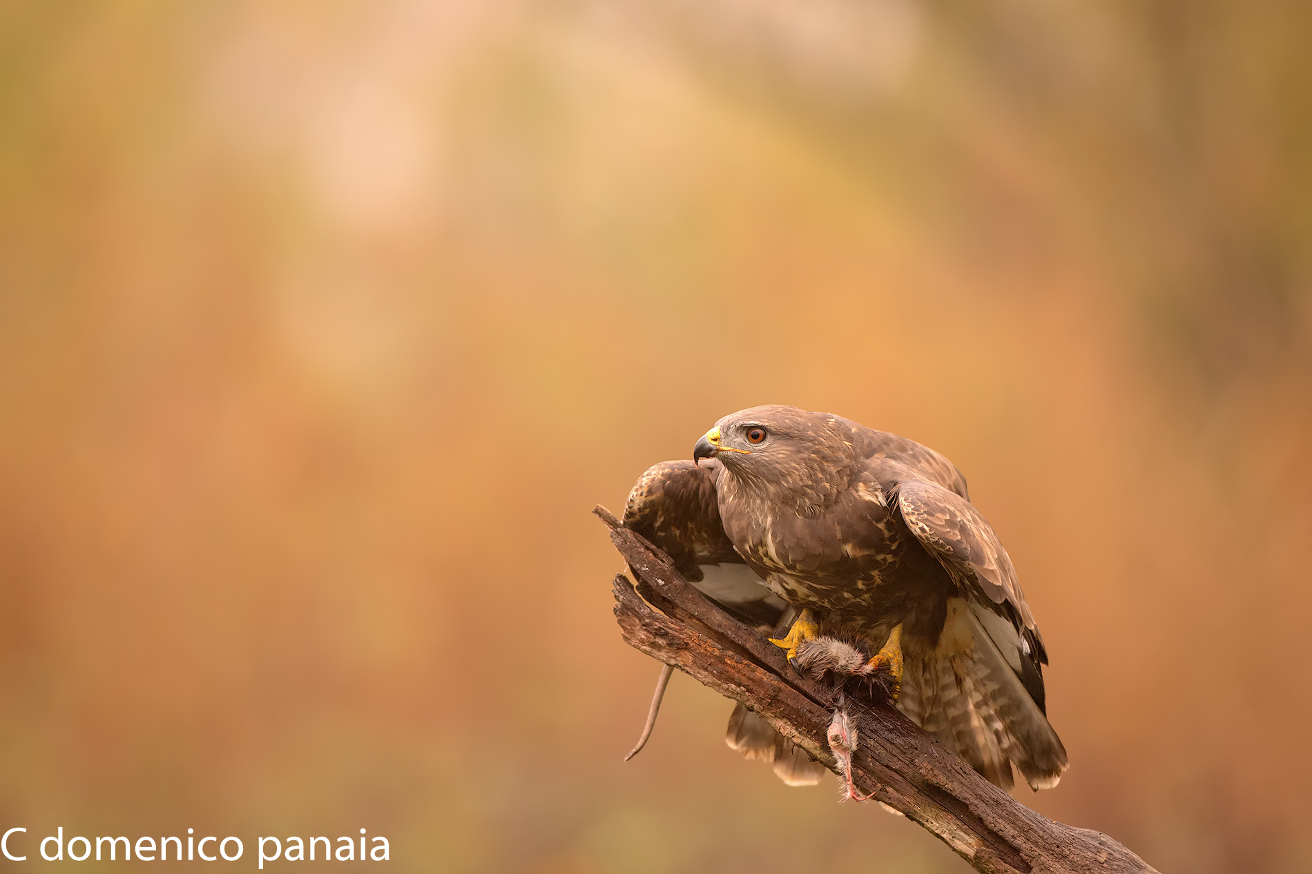 protezione della preda