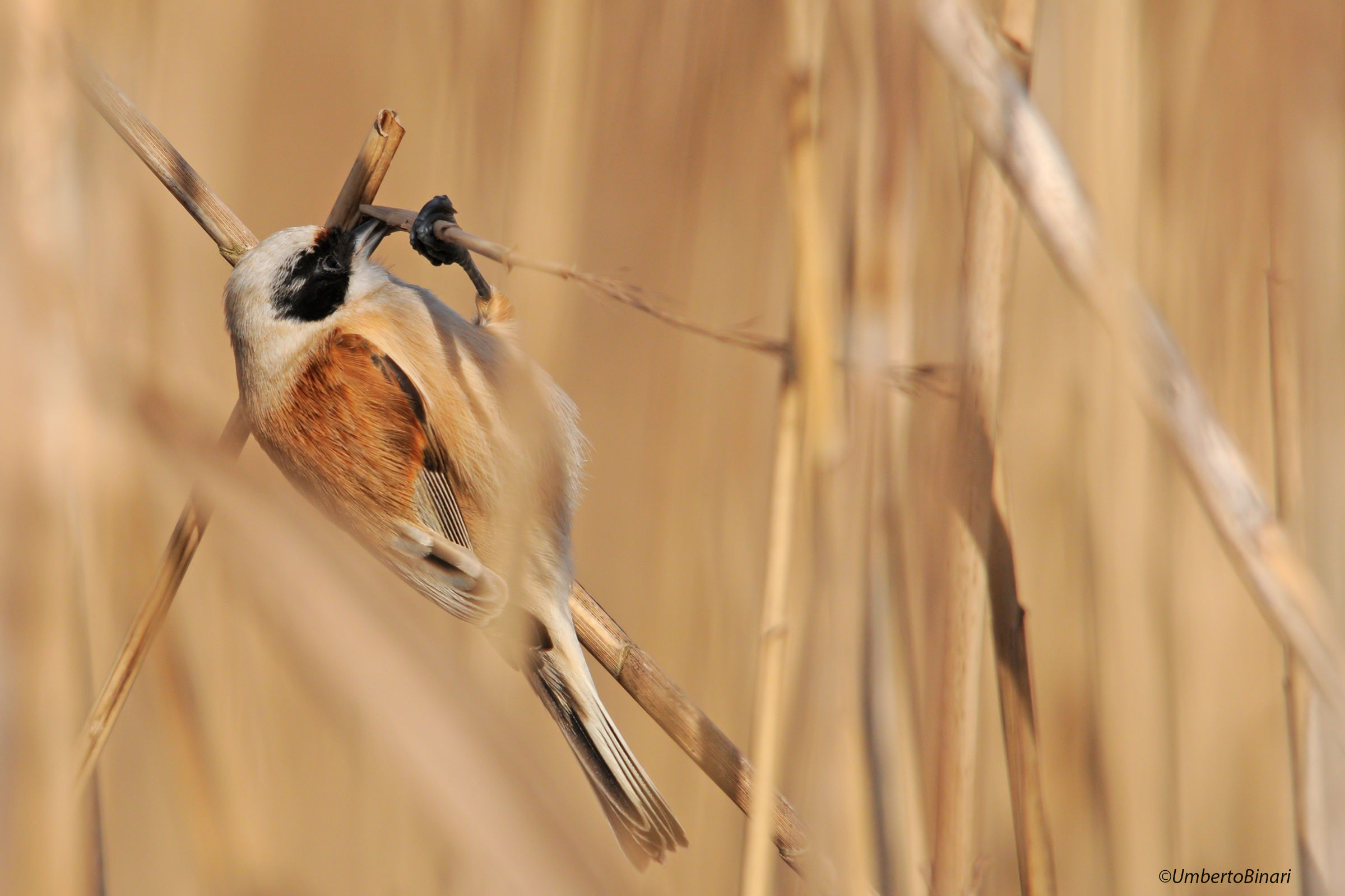 Pendolino (Remiz pendulinus), Eurasian Penduline Tit