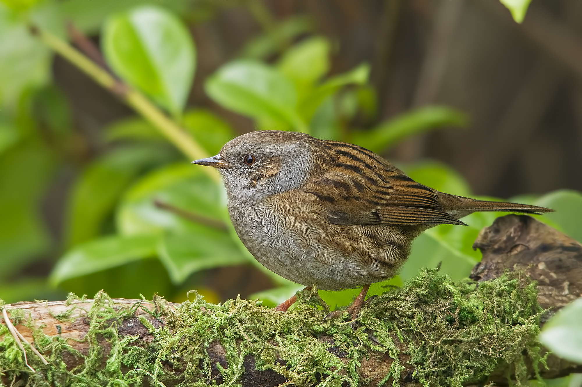 Dunnock ISO 3200