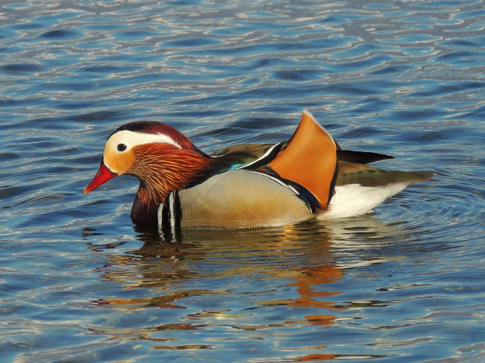 Mandarin Duck