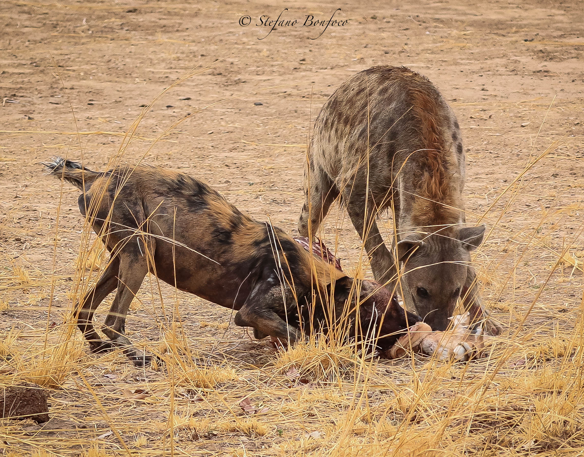 Hyena and Wild Dog