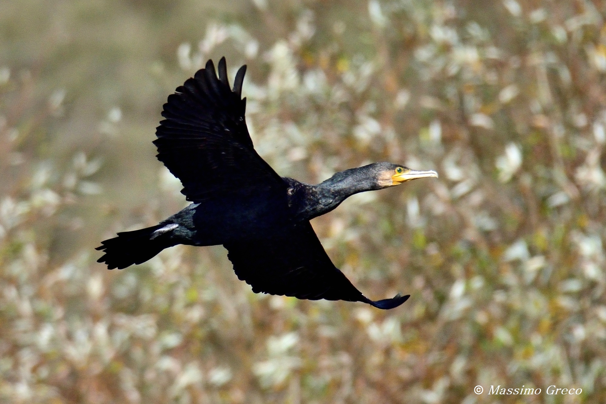 Cormorano