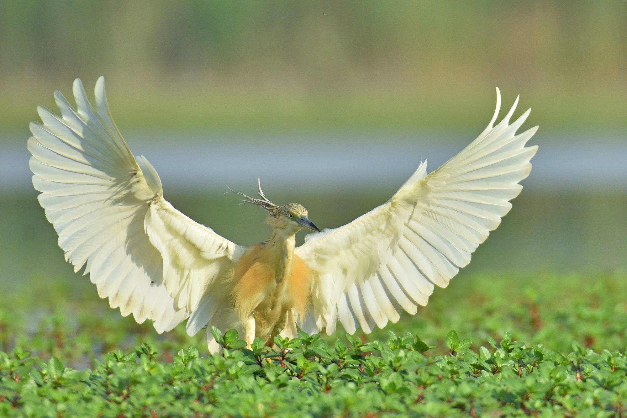 Sgarza Ciuffetto atterraggio