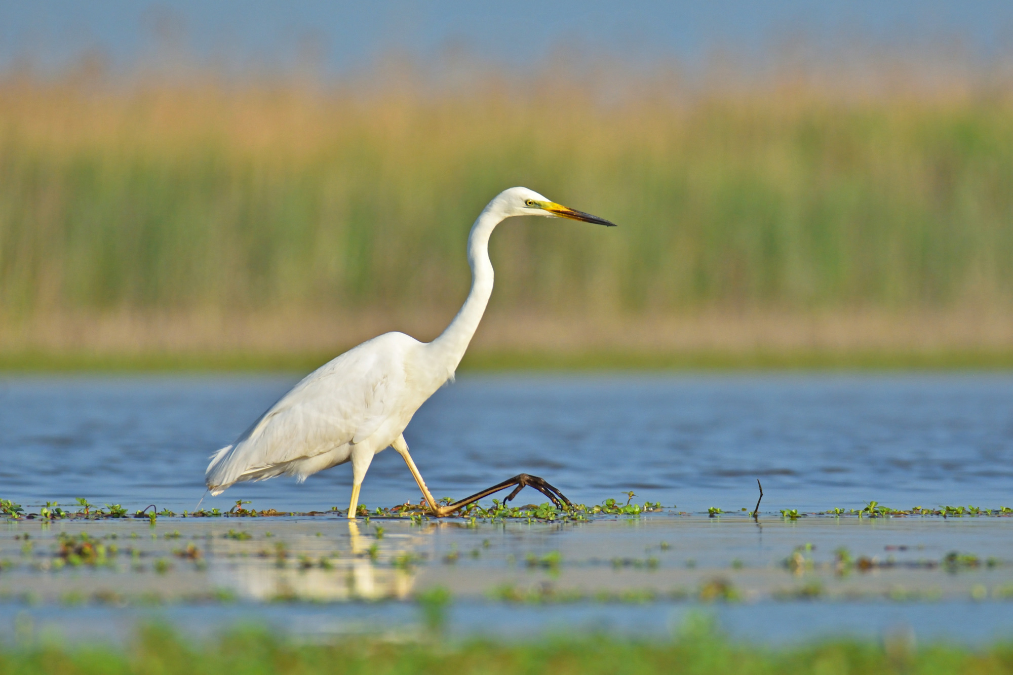 Airone bianco maggiore