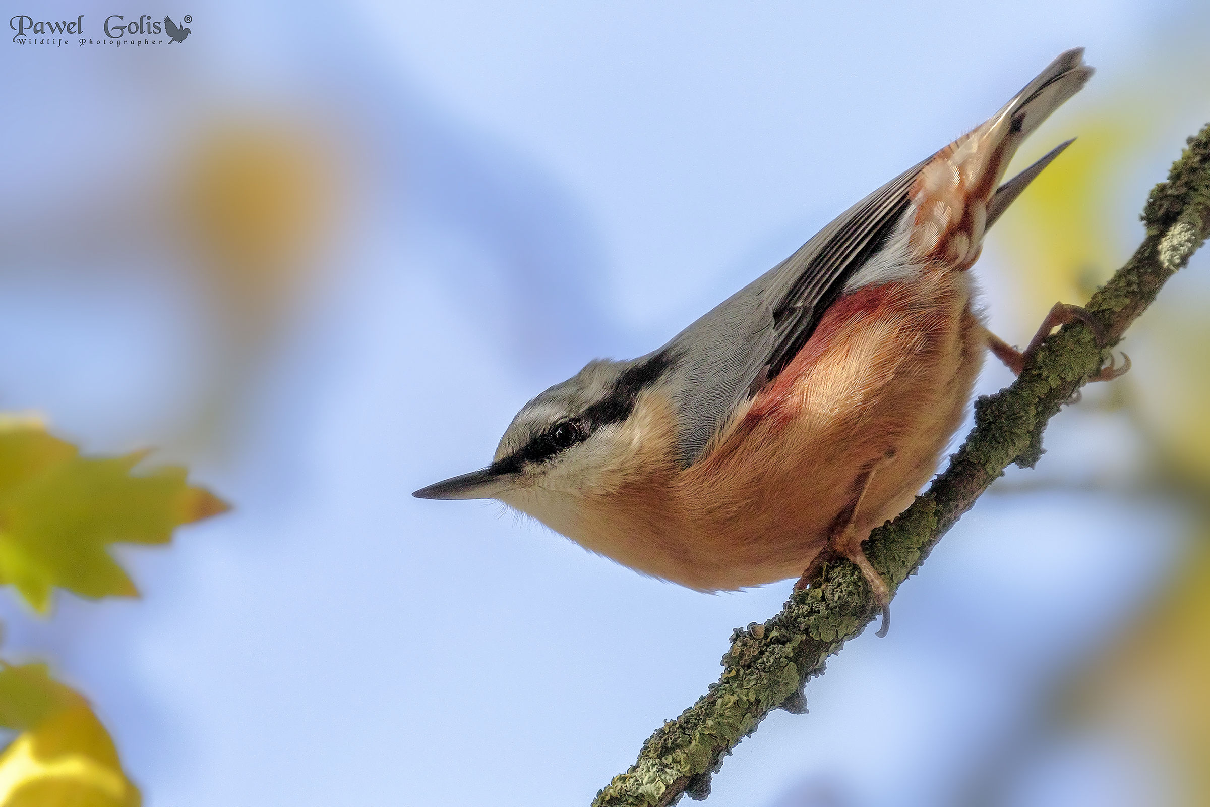 Picchio muratore (Sitta europaea)