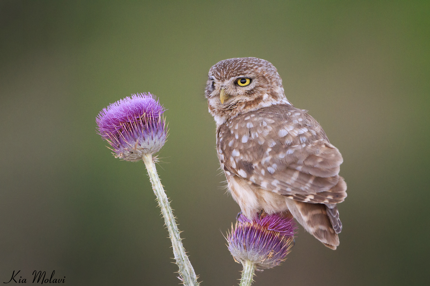 Little Owl