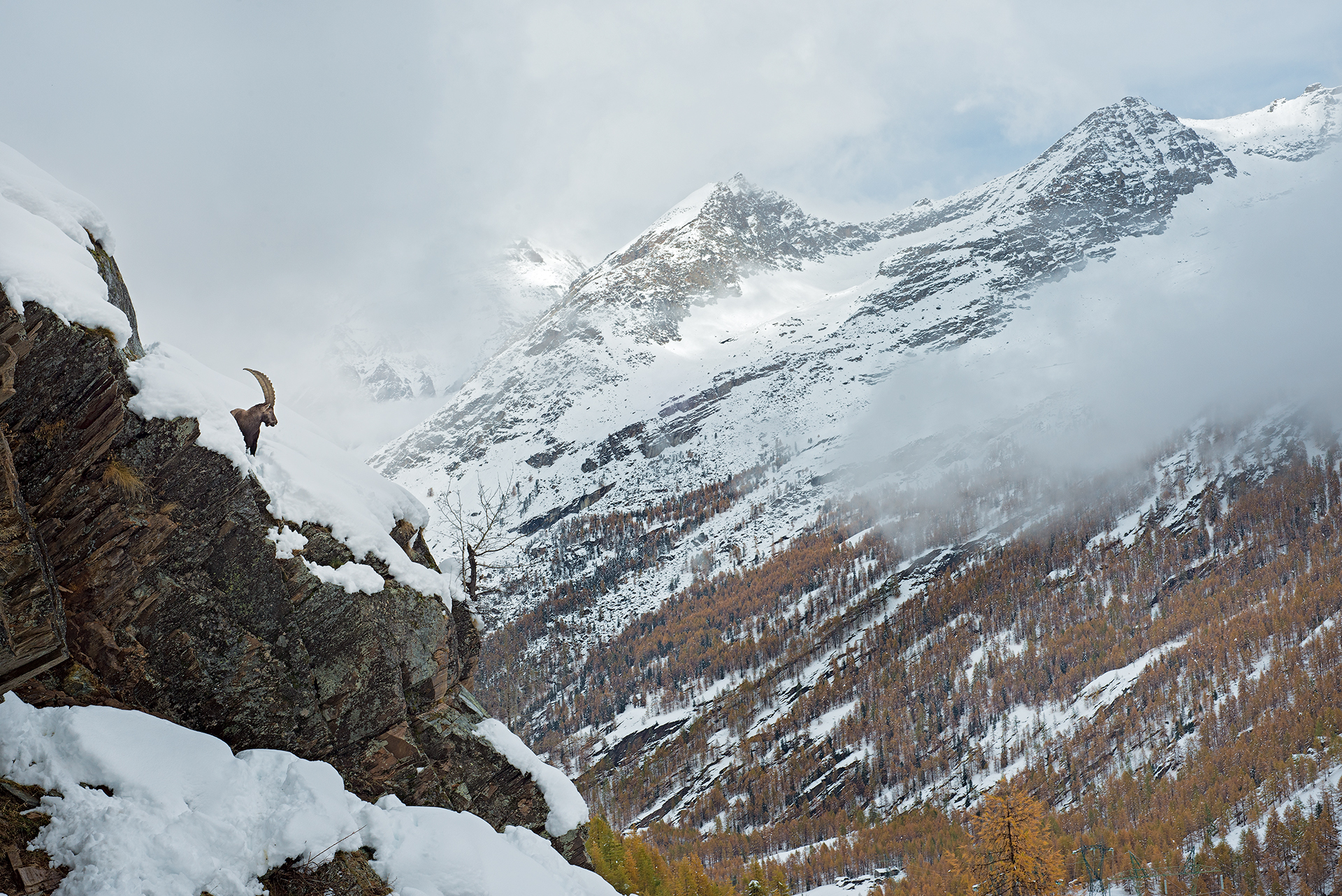 lo stambecco e la sua valle