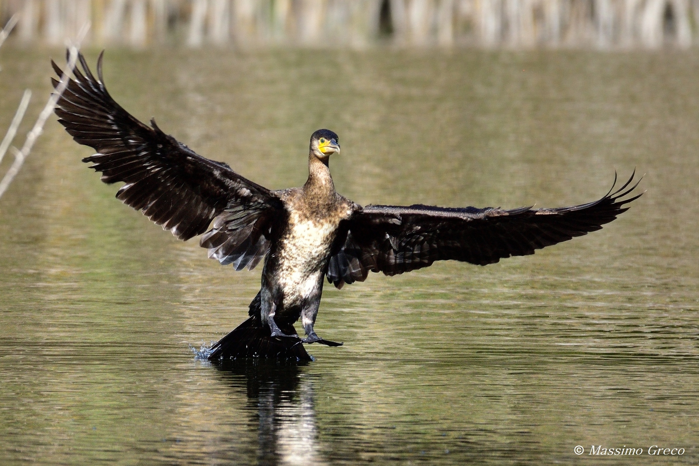 Cormorano in ammaraggio