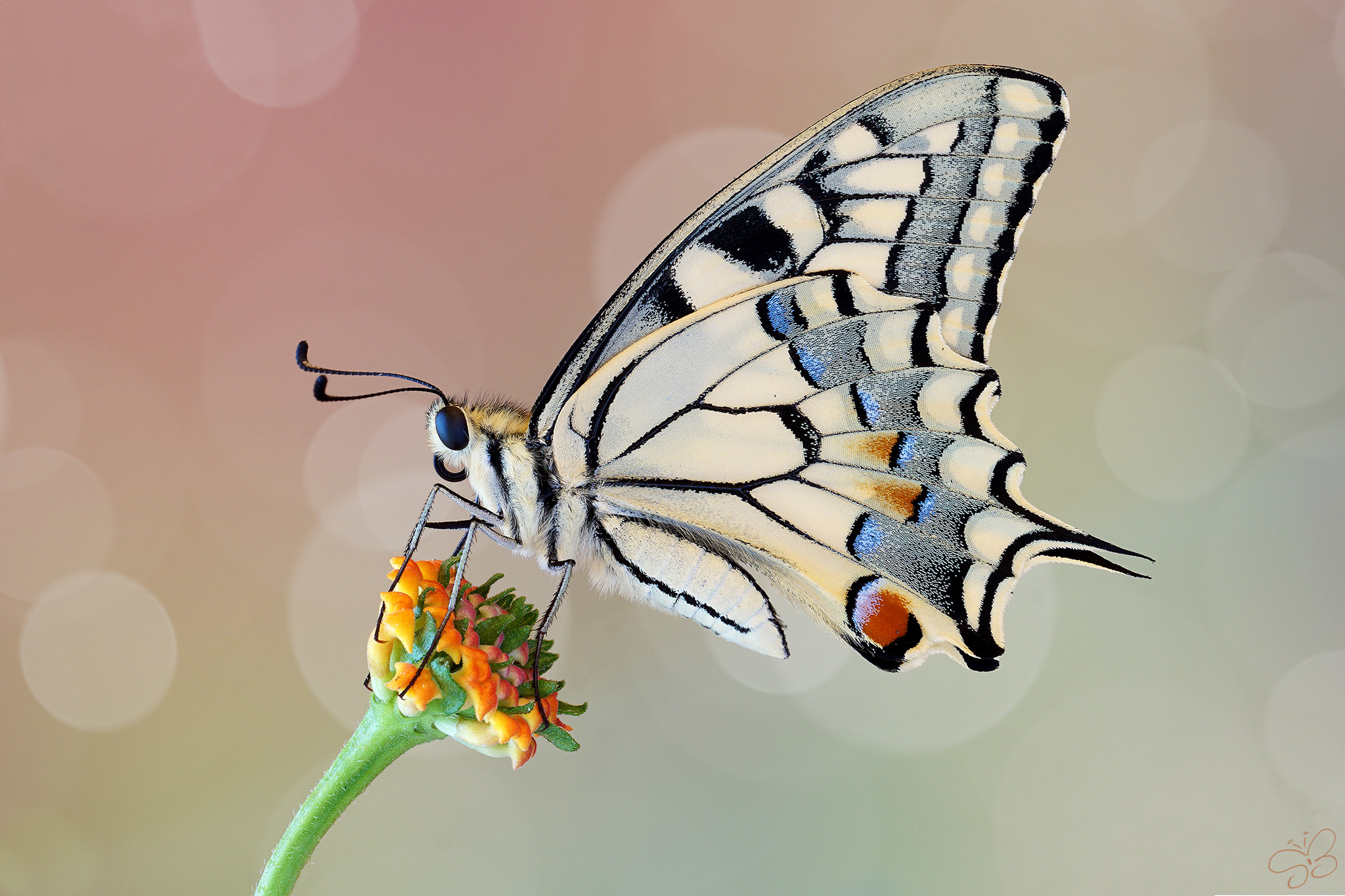 The Papilio machaon