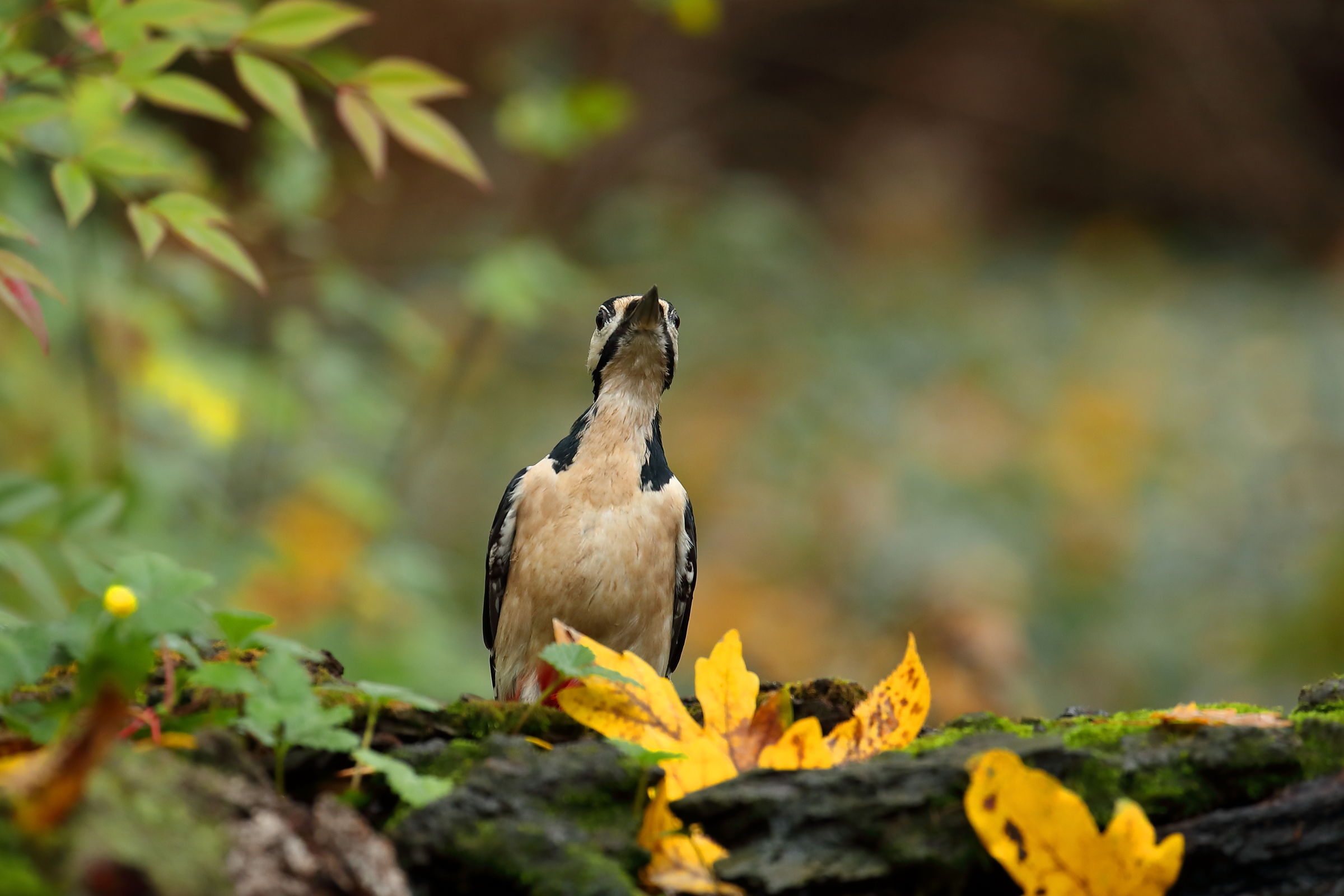 Big Red woodpeckers Female