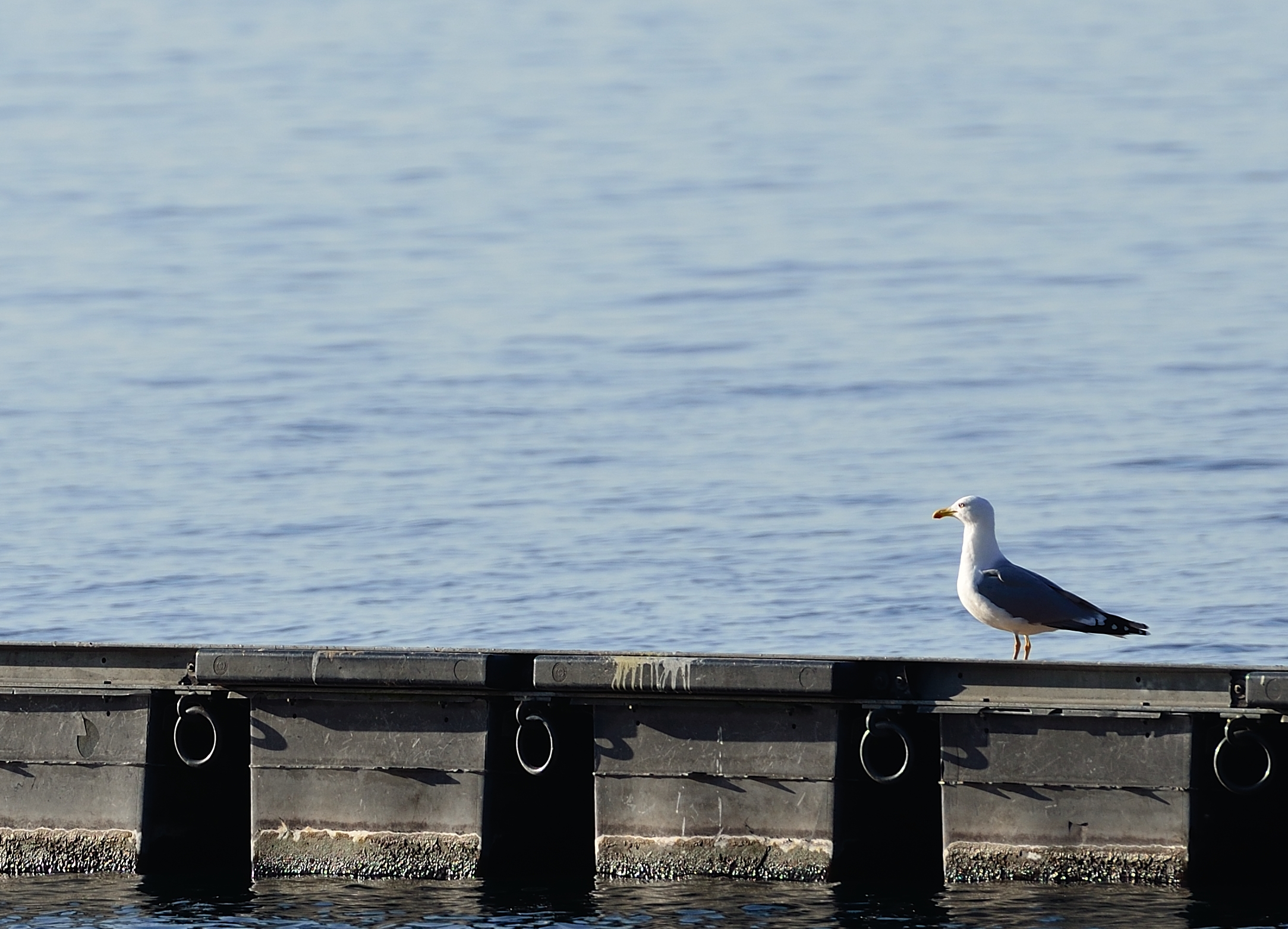 Gabbiano sul pontile