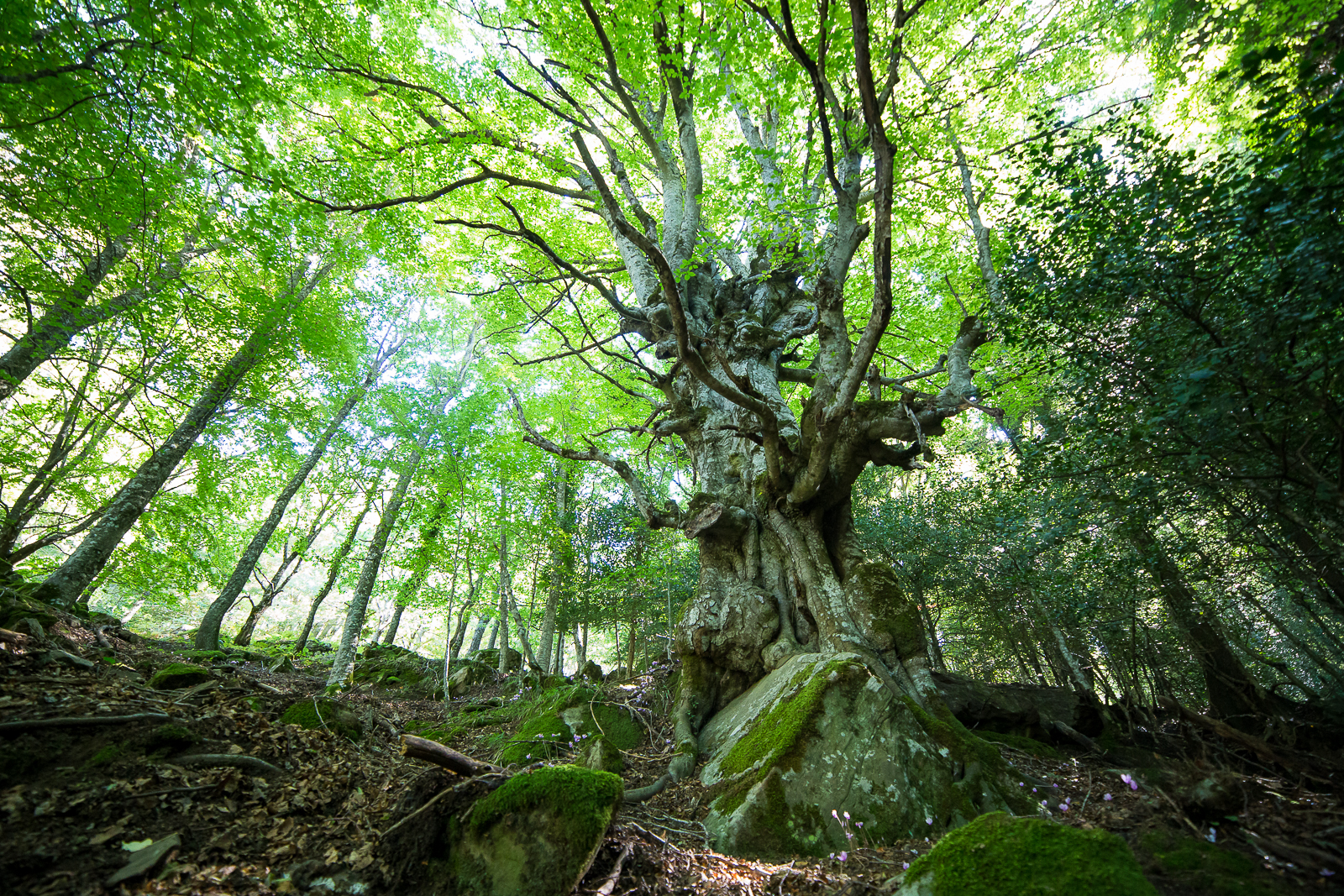 Yggdrasil - Bosco di Malabotta