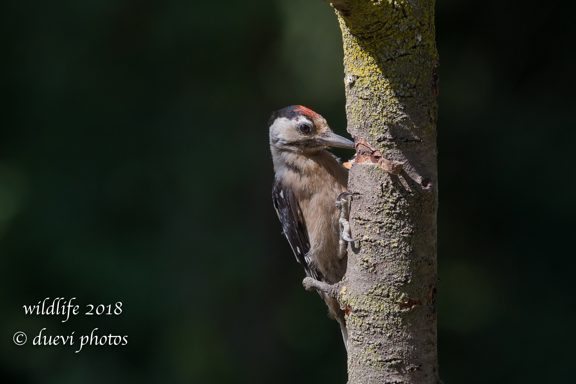 Dendrocopus major (juv)