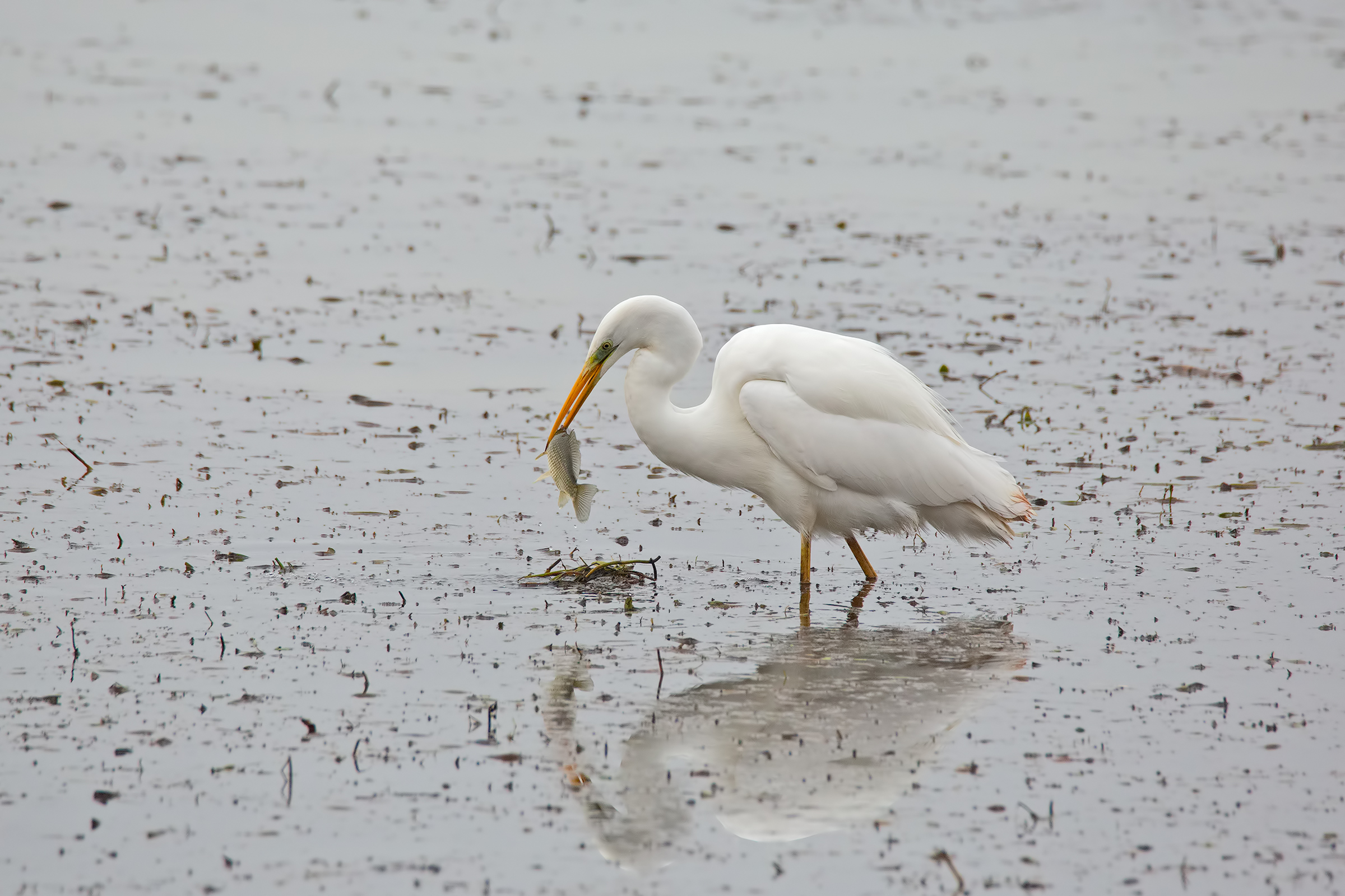 White heron with Prey