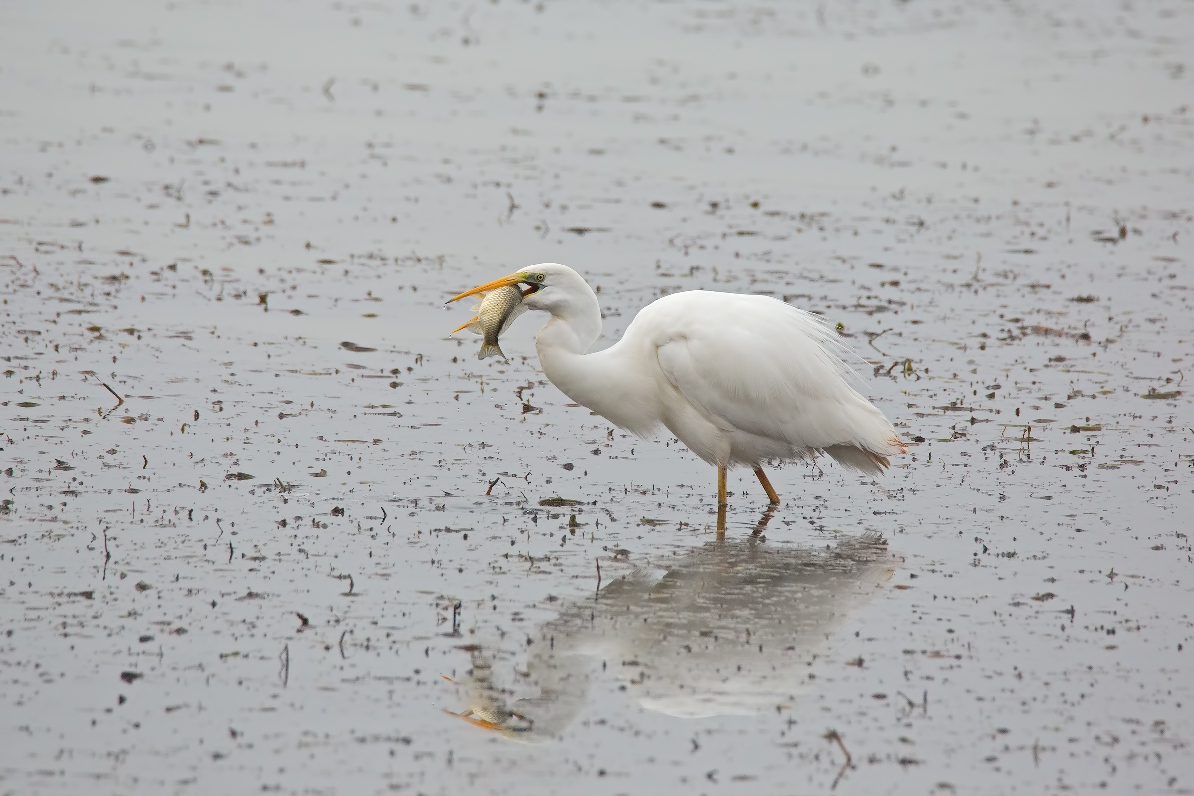 Second shot in sequence