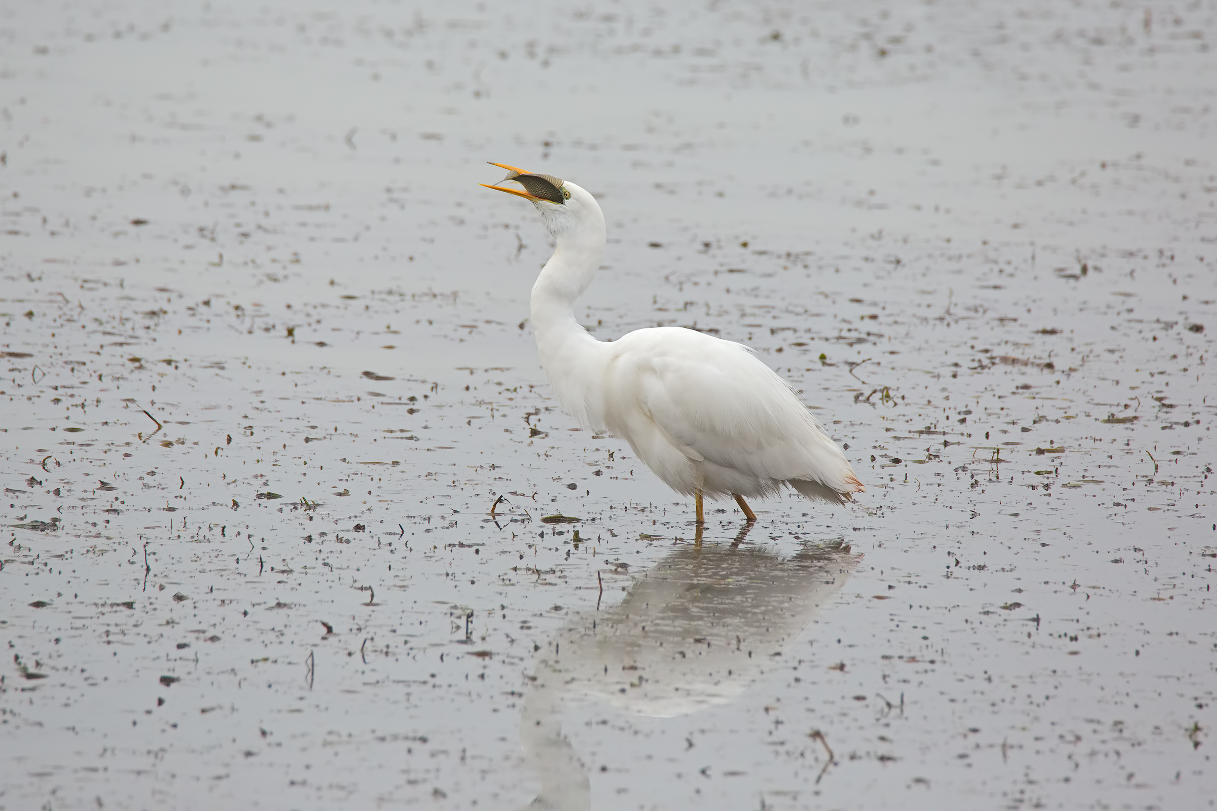 Third shot in sequence